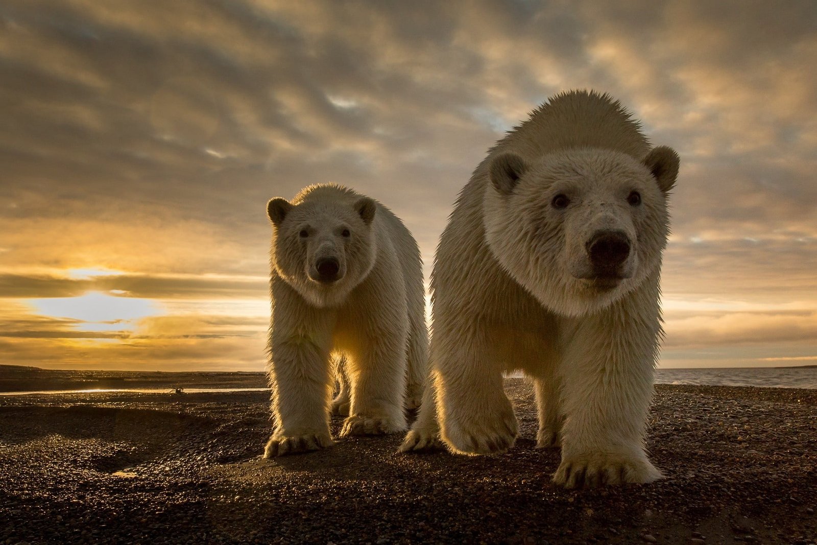 two white polar bears Polar walking on field animals 2k