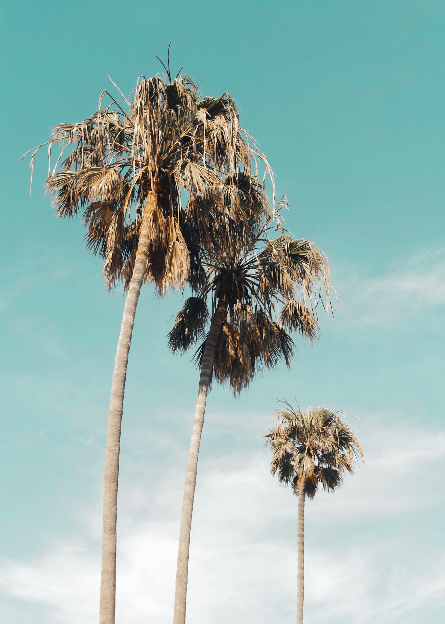 united states los angeles venice beach la losangeles cali 2k