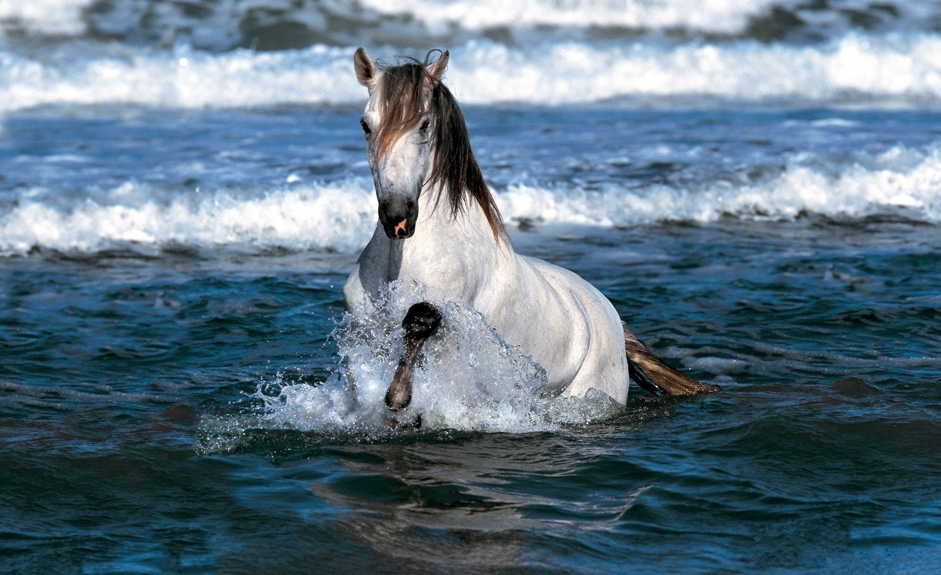 White Horse Running In Water white and brown horse Animals 2k