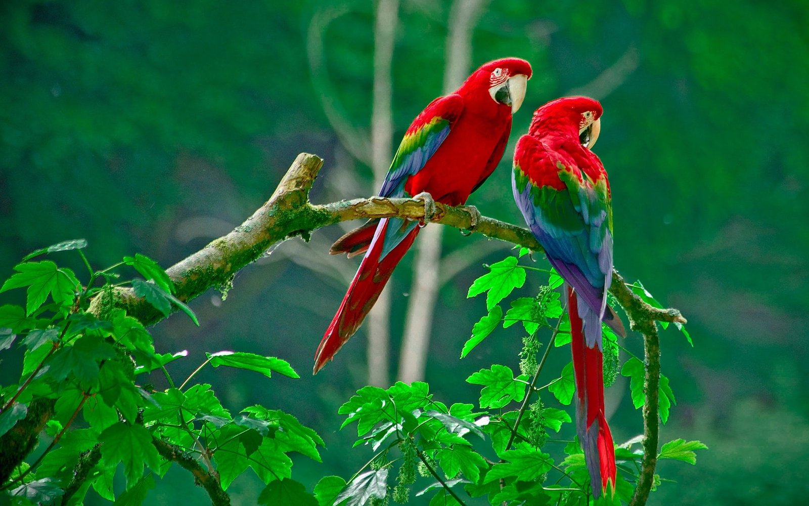 animal love Bird Images Birds s 2k
