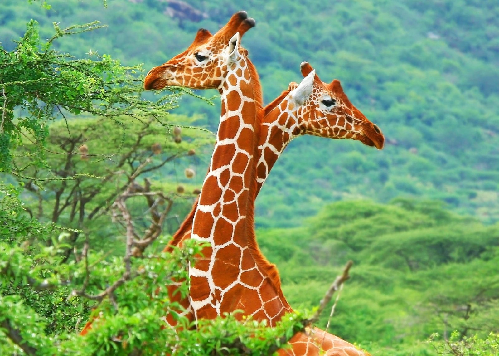 brown and white giraffe figurine animals giraffes wildlife 2k