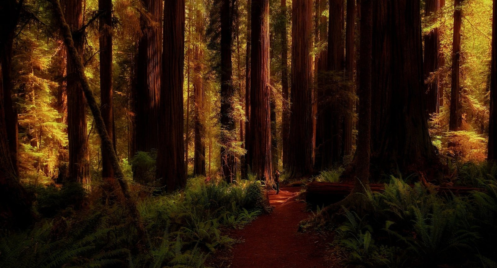 brown wooden forest nature landscape redwood ferns trees 2k