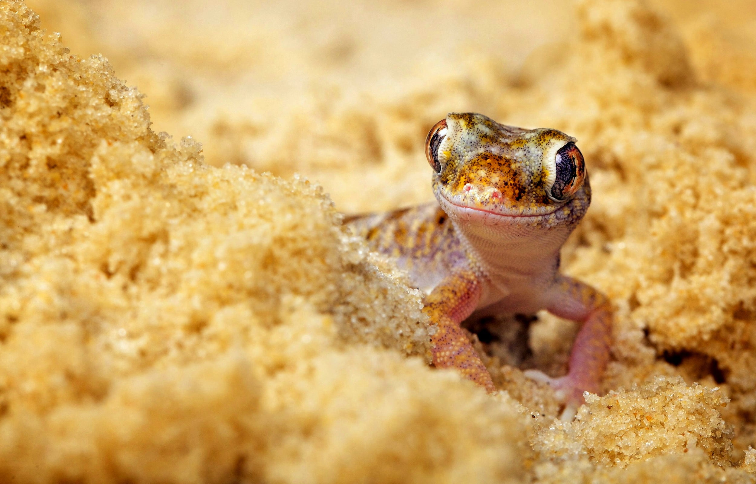 Lizard In Beach Sand green gecko Animals cute eyes animal wildlife 2k