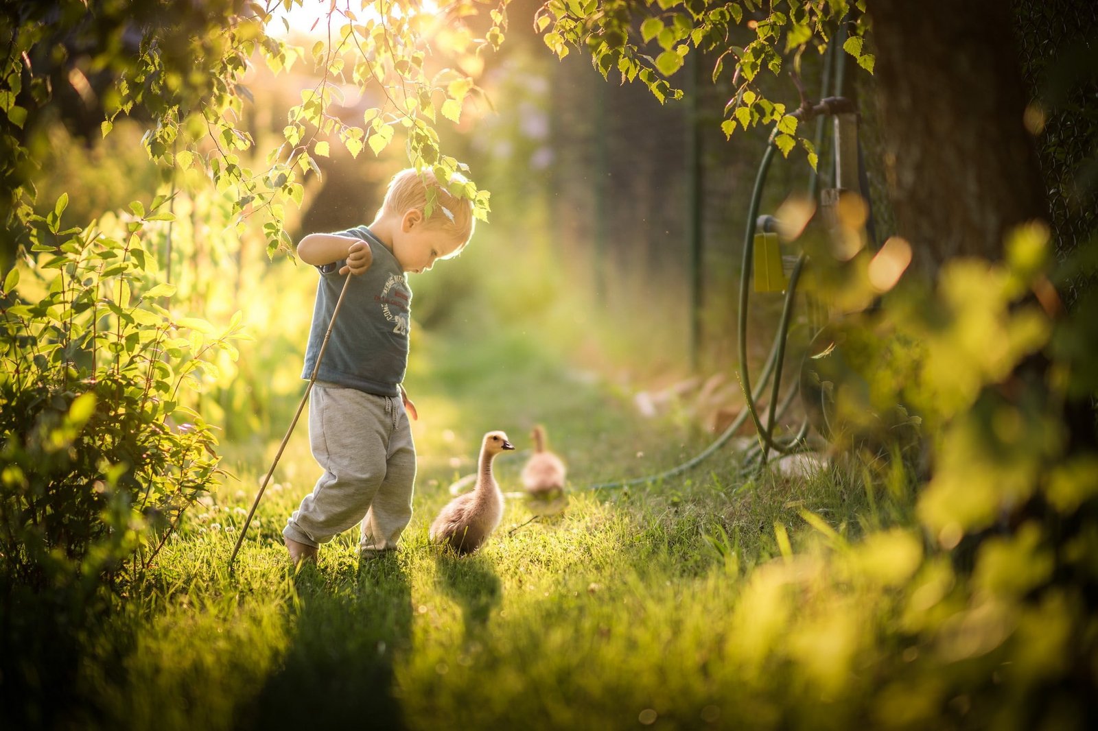 nature children goose birds little boy duck 2k