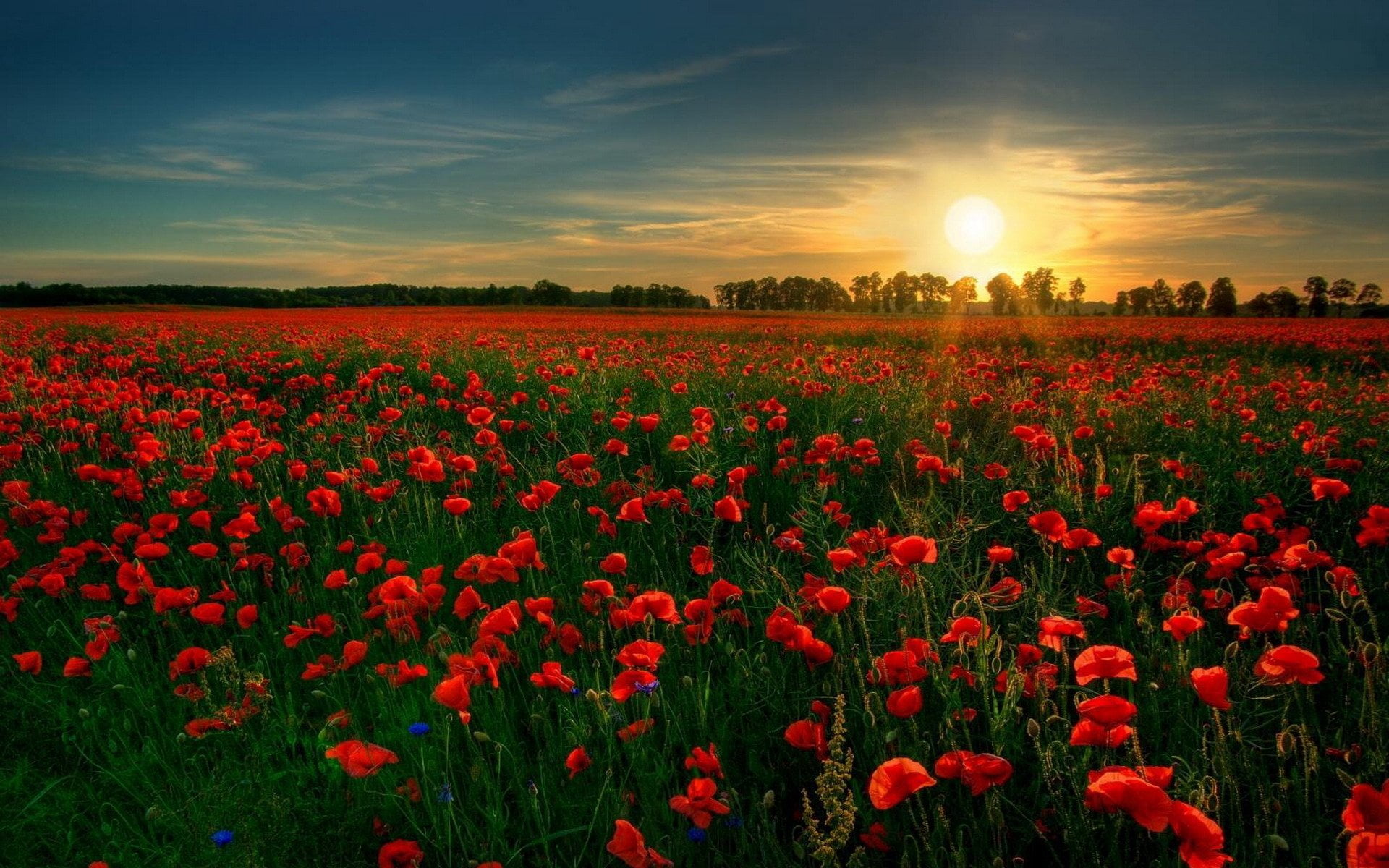 red poppy flower field Flowers Nature Red Flower Rose Scenic 2k