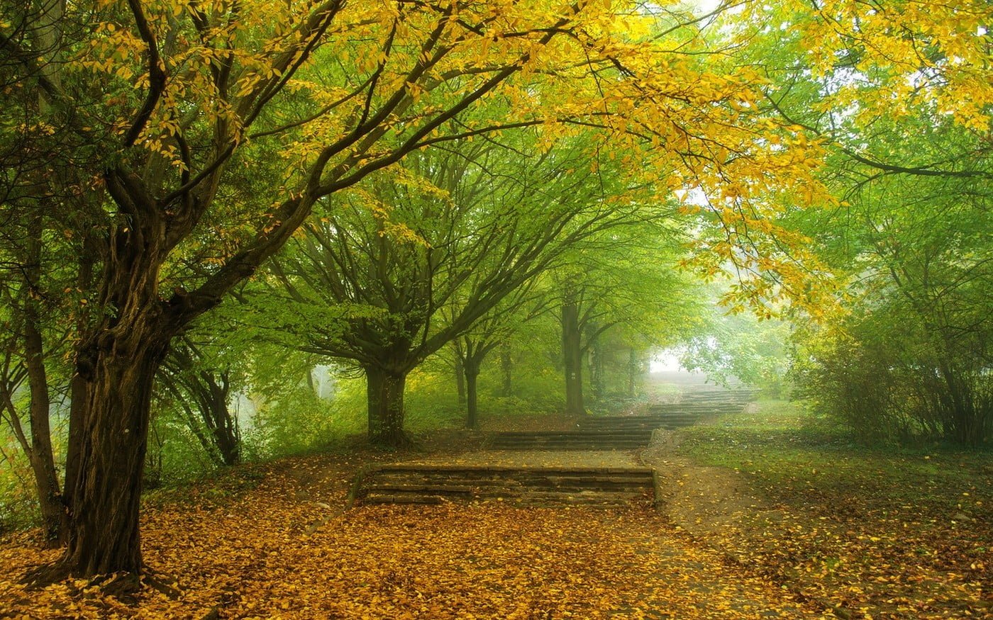 yellow leaf tree wallpaper nature landscape mist morning