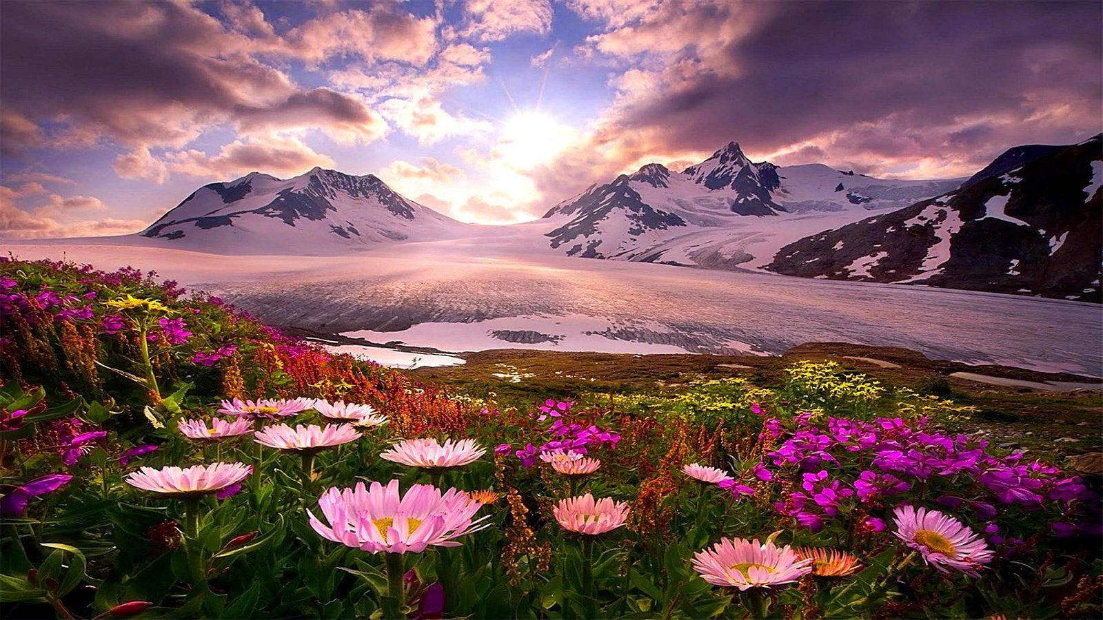glacier flower sky wildflower mountain range 2k