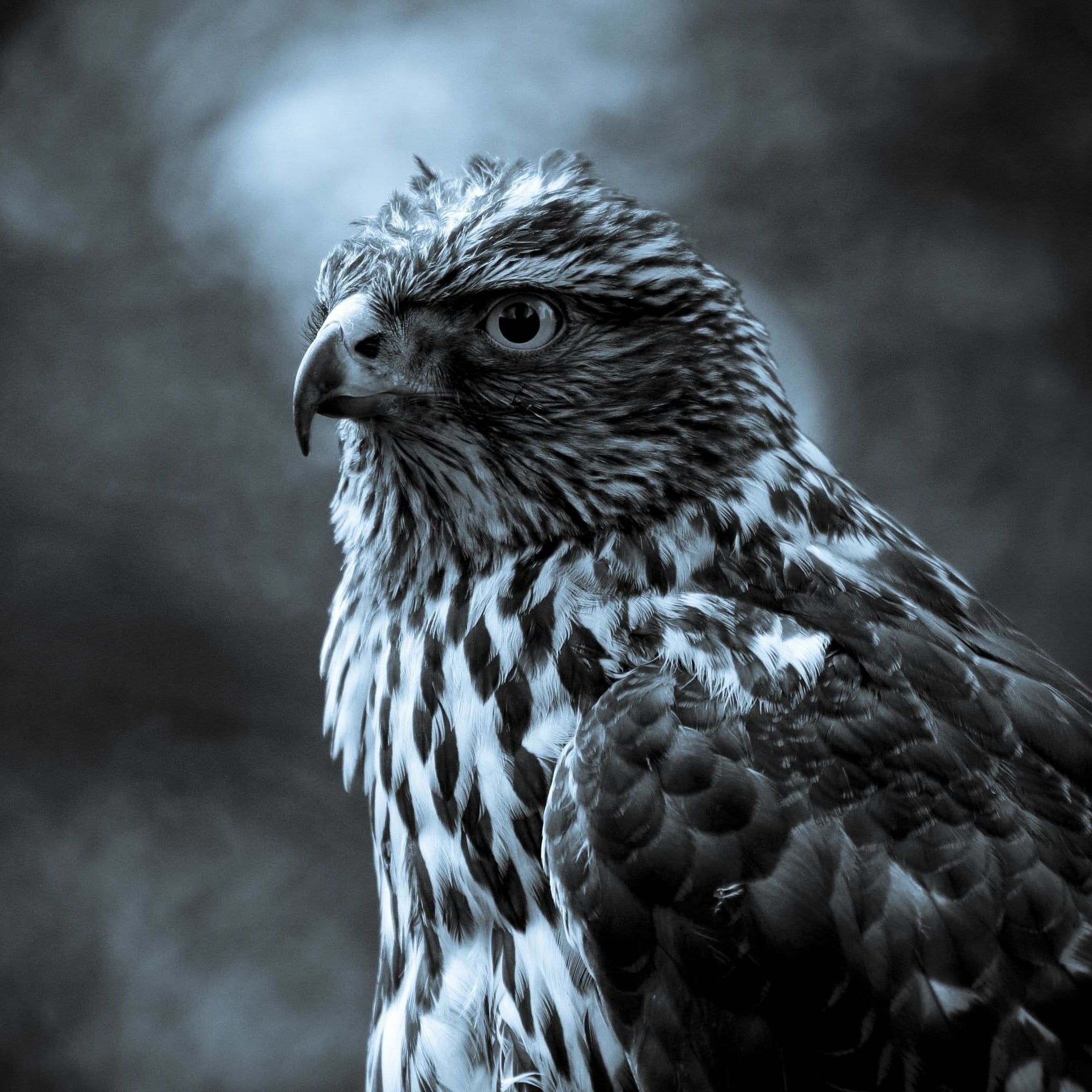gray scale photography of eagle nature animals birds hawk animal 2k