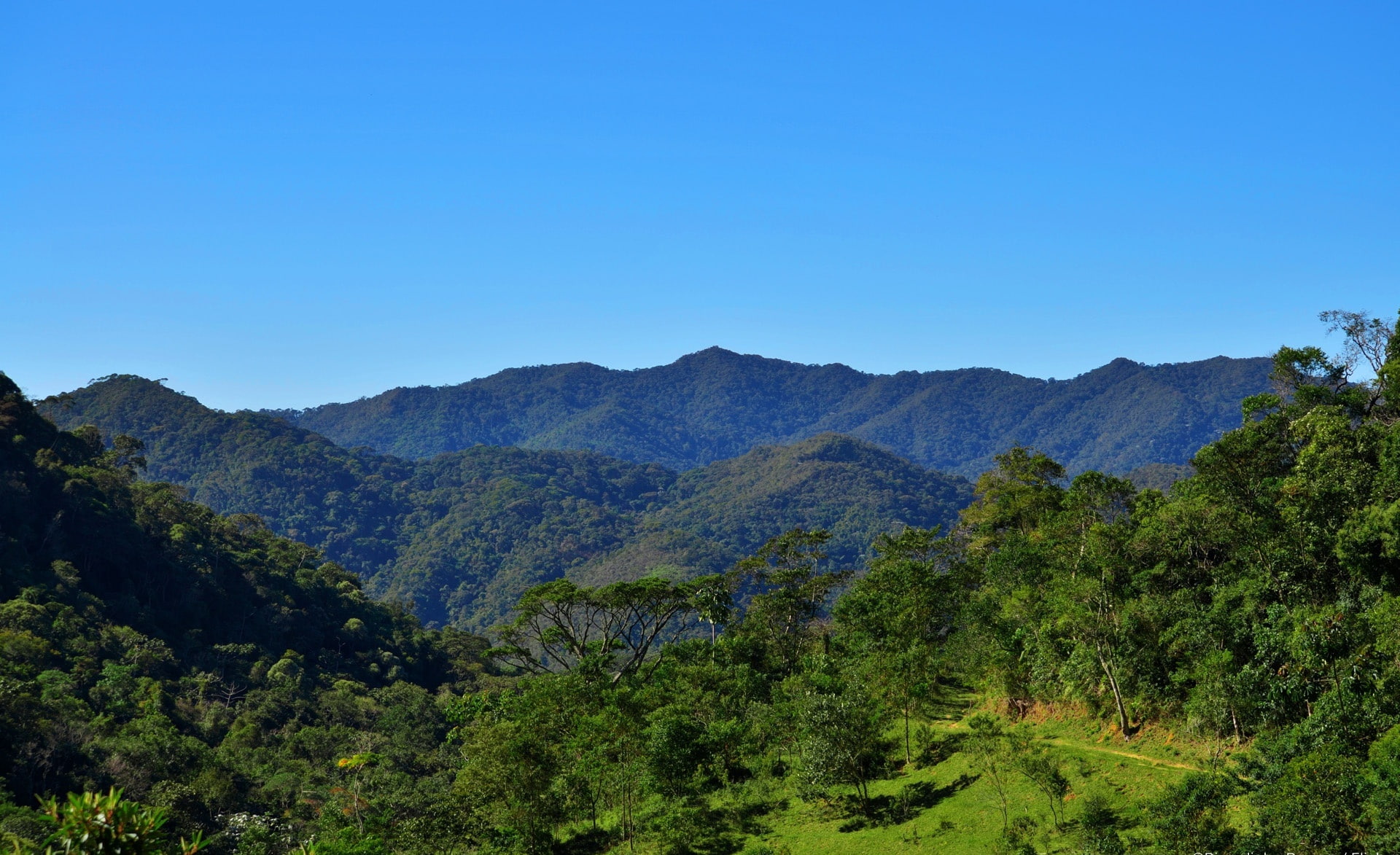 Mountains green leafed trees Nature natureza arvore montanha 2k