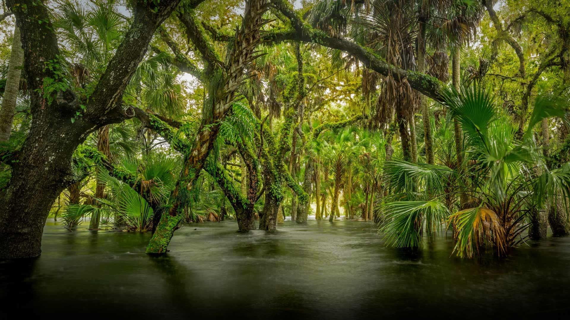 myakka river state park florida united states nature reserve 2k