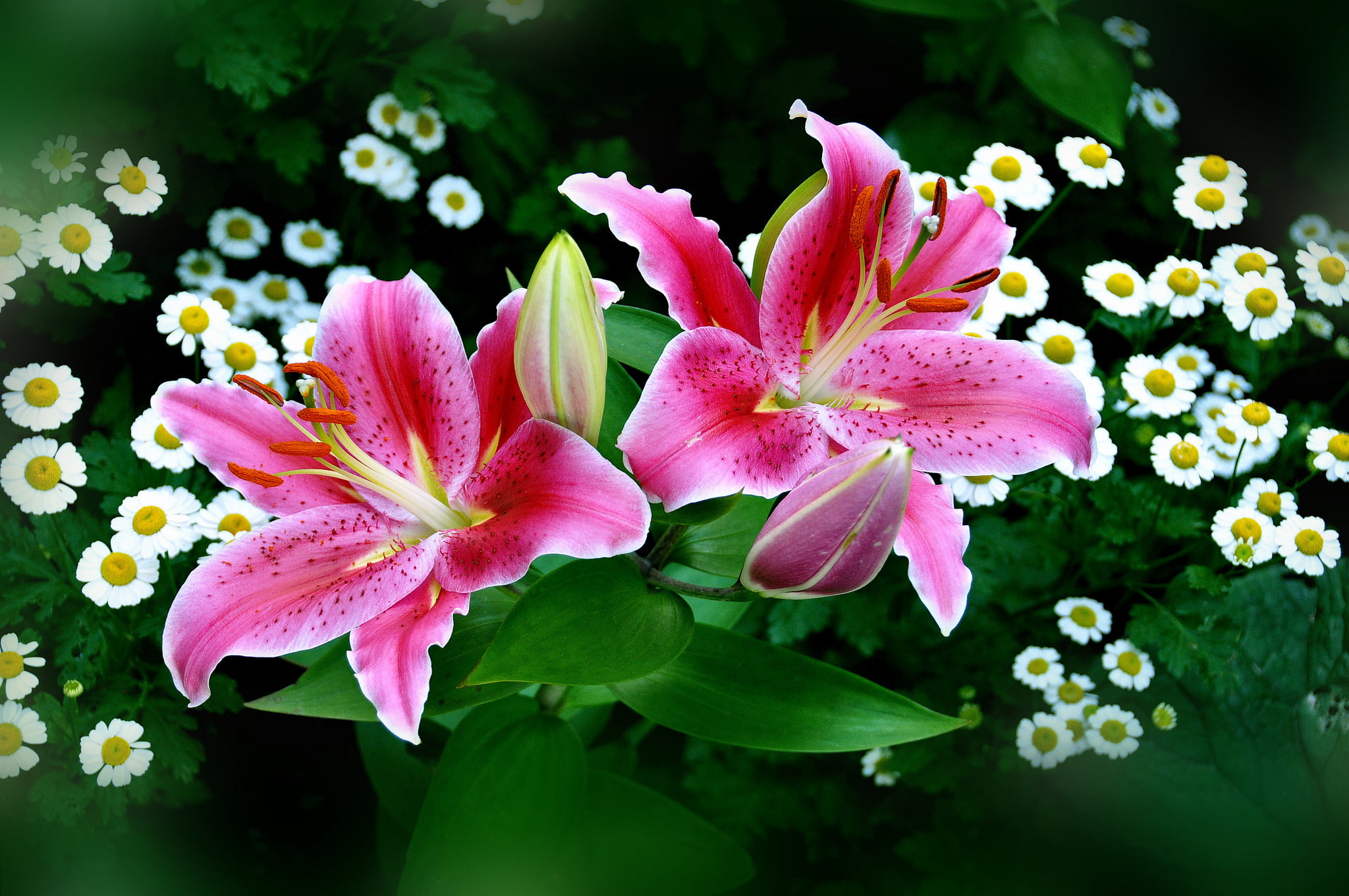 pink and white flowers nature lilies digital art 2k