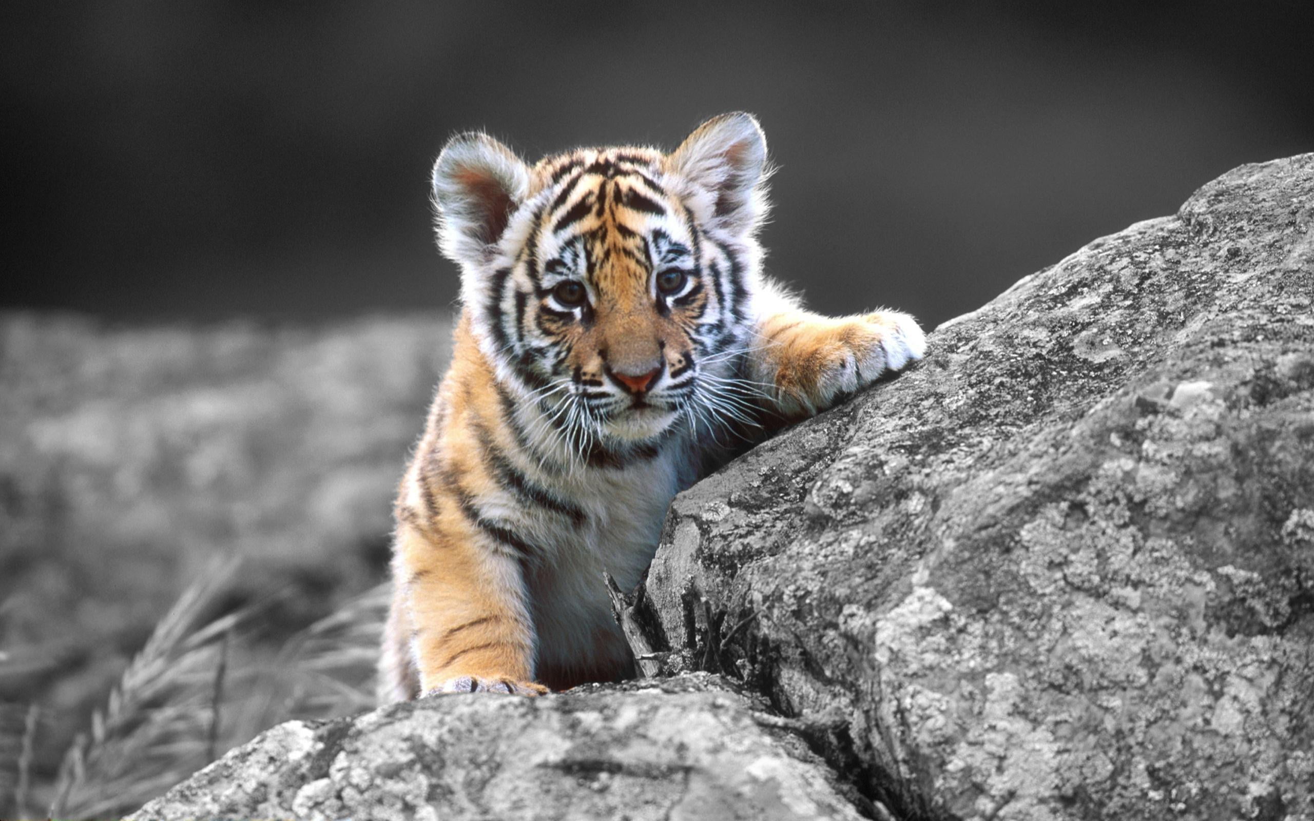 tiger cub animals baby animal themes one mammal 2k