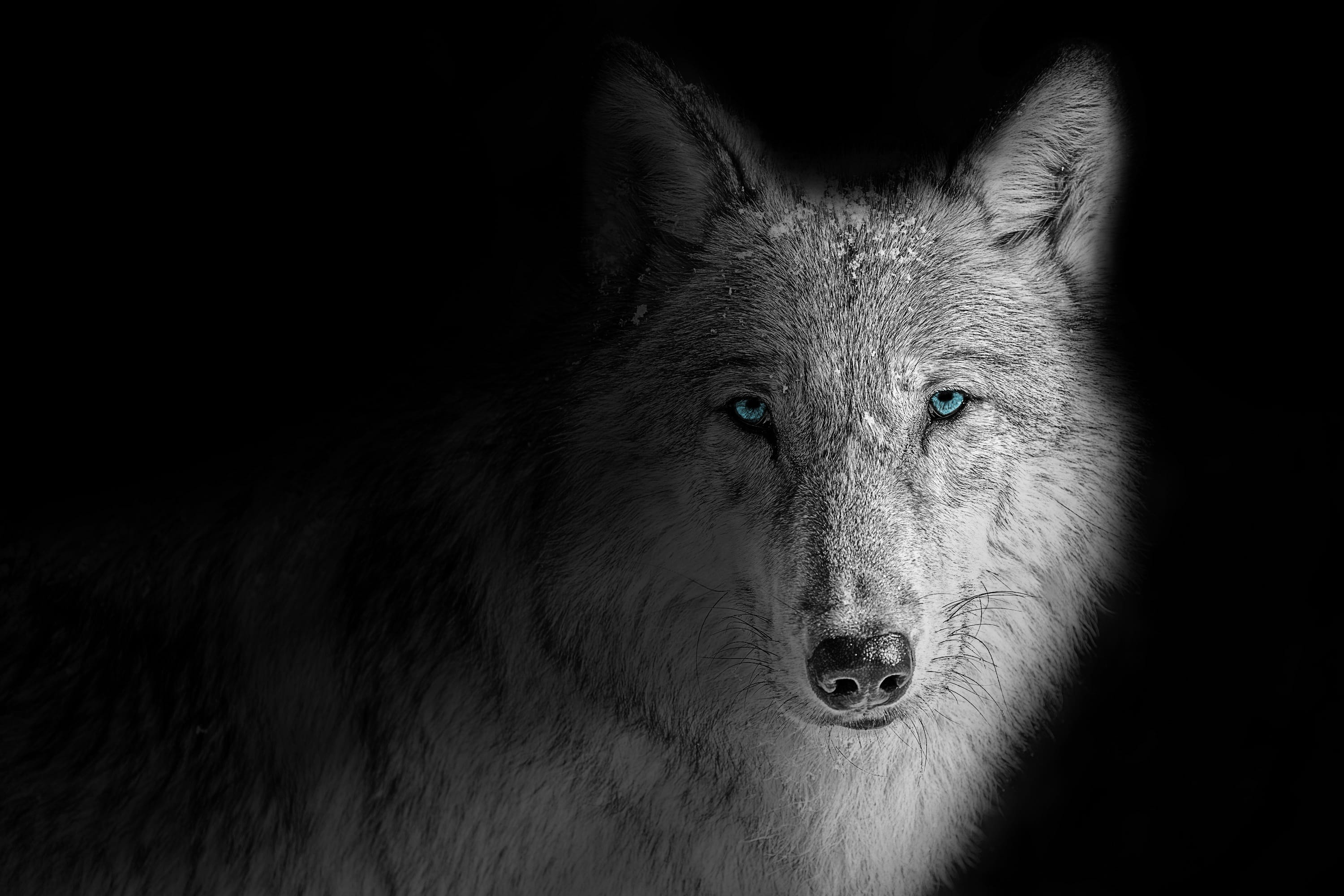 wallpaper background wolf animal beast black dark dog 2k