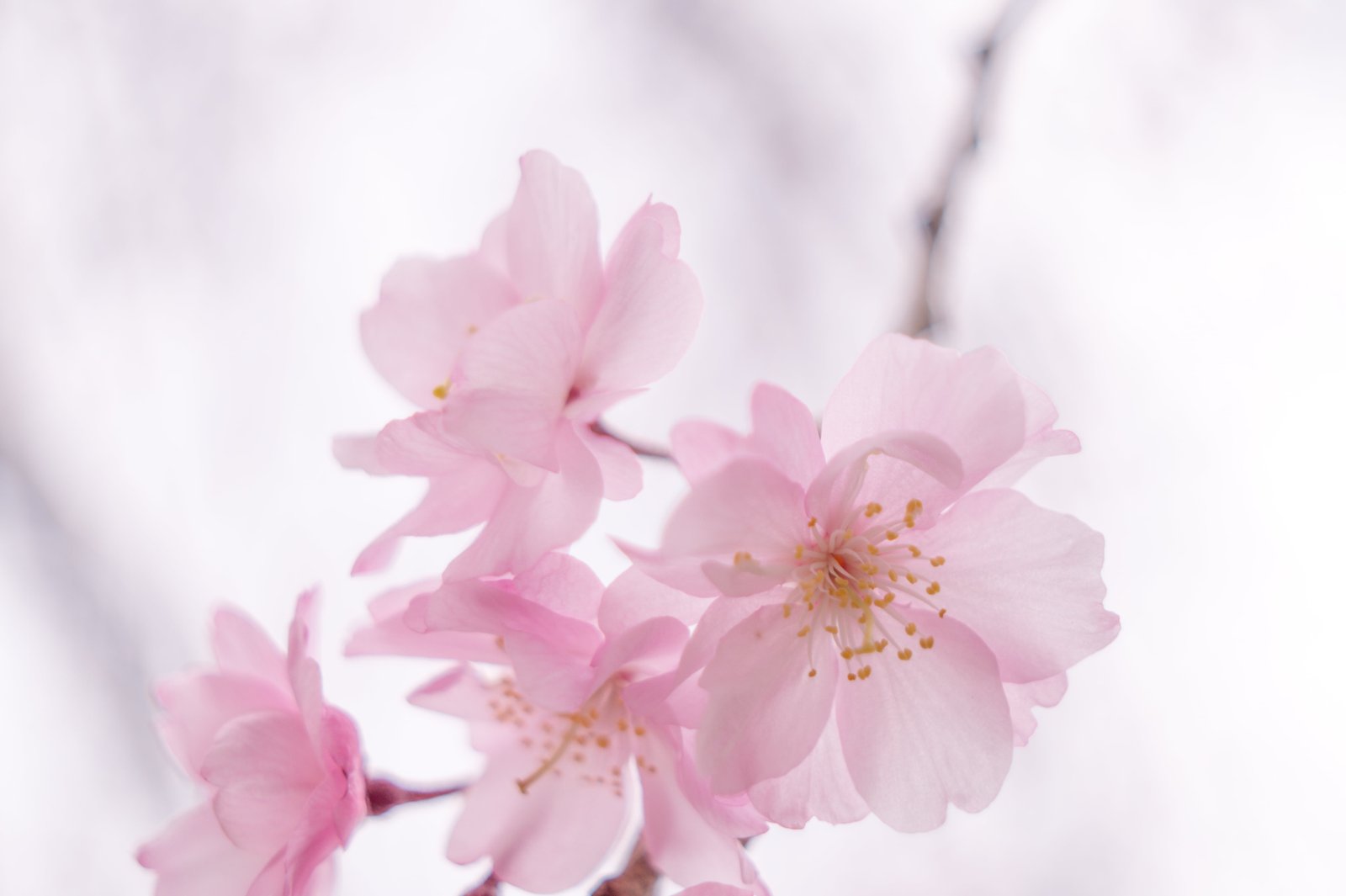 shallow focus photography of white petaled flower nature pink Color 2k 4k 5k