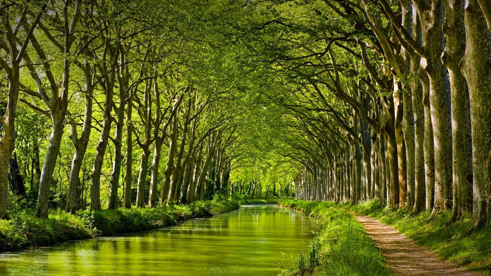 green leafed trees nature landscape forest branch leaves 2k