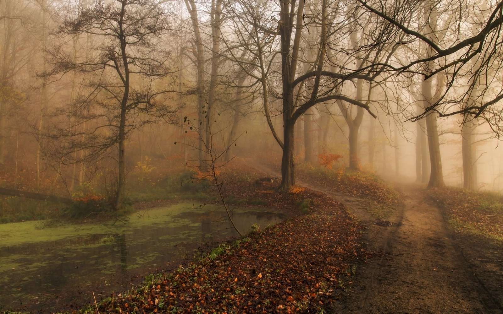painting of tree surrounded with fog forest body water and pathway 2k
