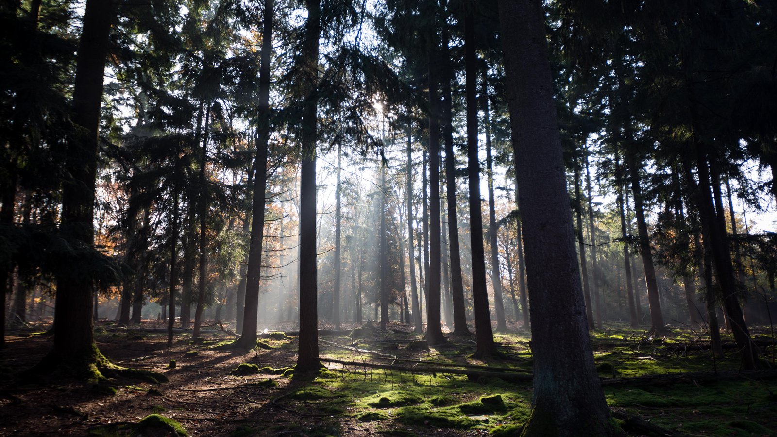 Autumn sun light through the trees