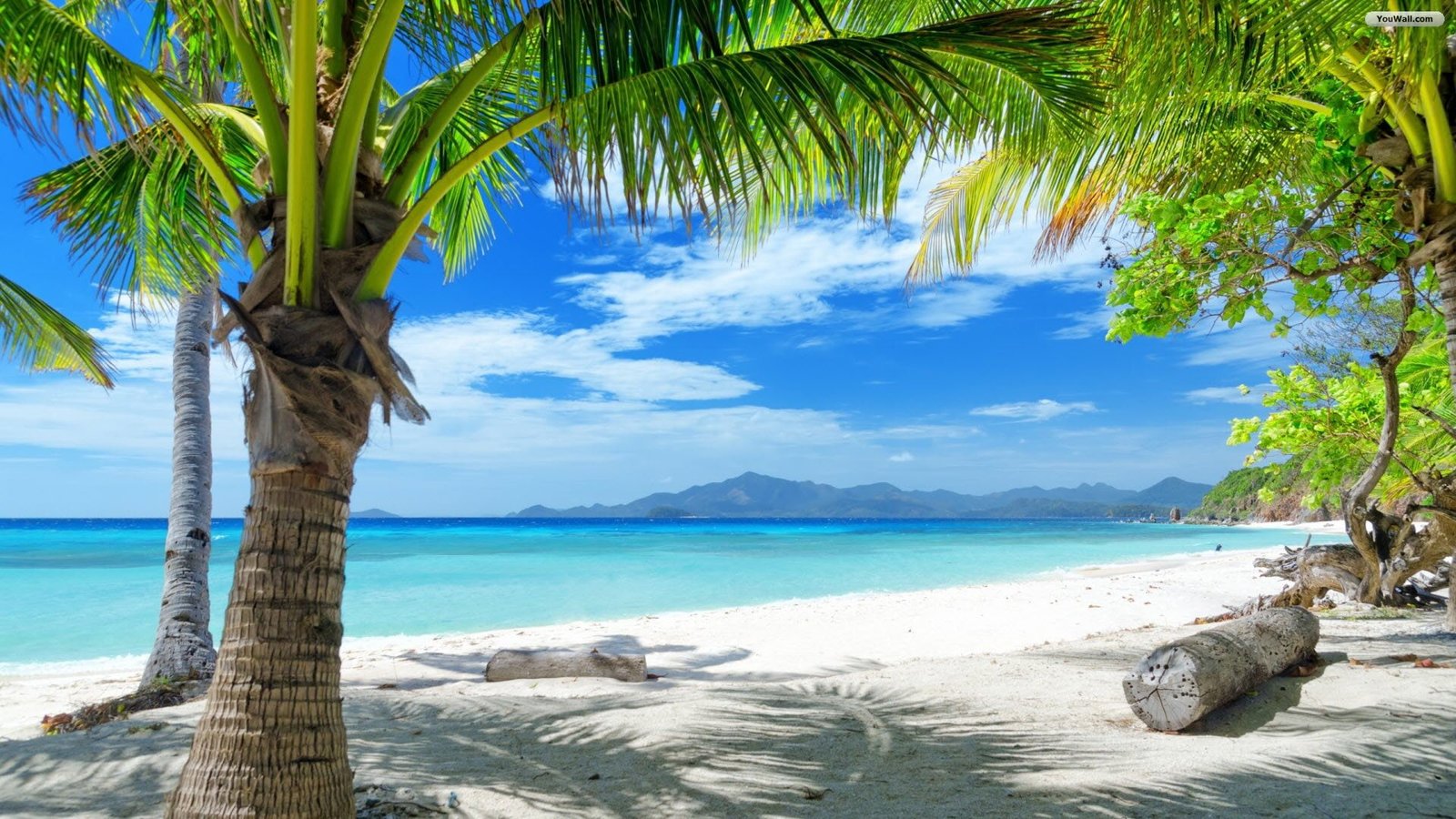 Paradise Beach Sea Water Blue Sky Tree Sunshine three palm tree 2k