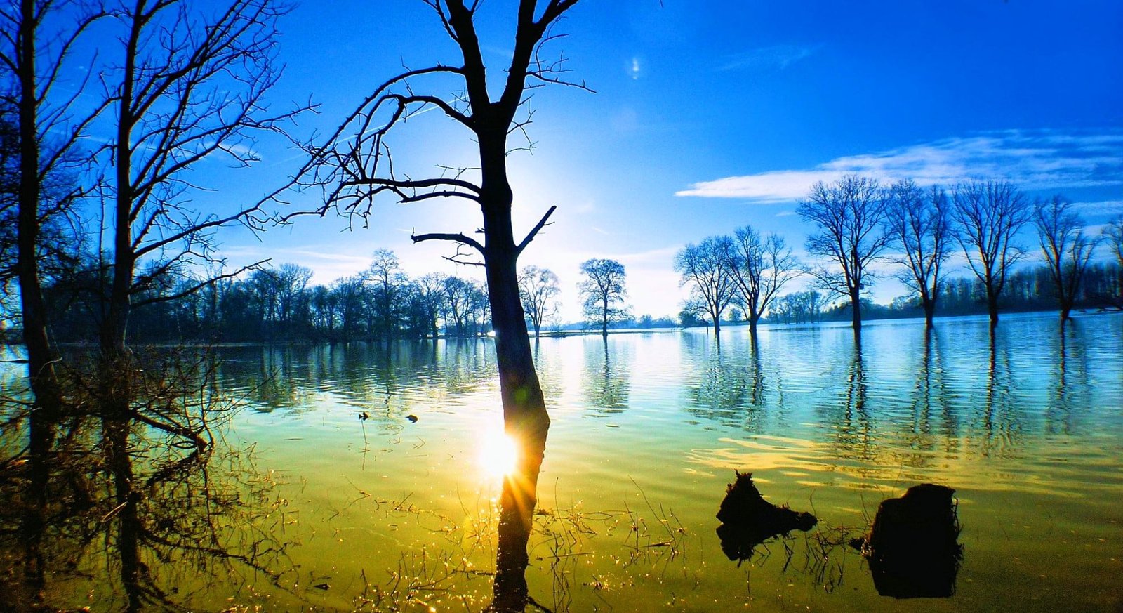 leafless brown tree and body of water nature landscape sunset 2k
