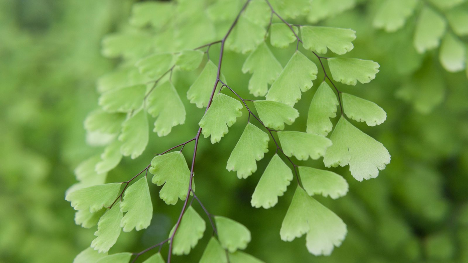 Green branch