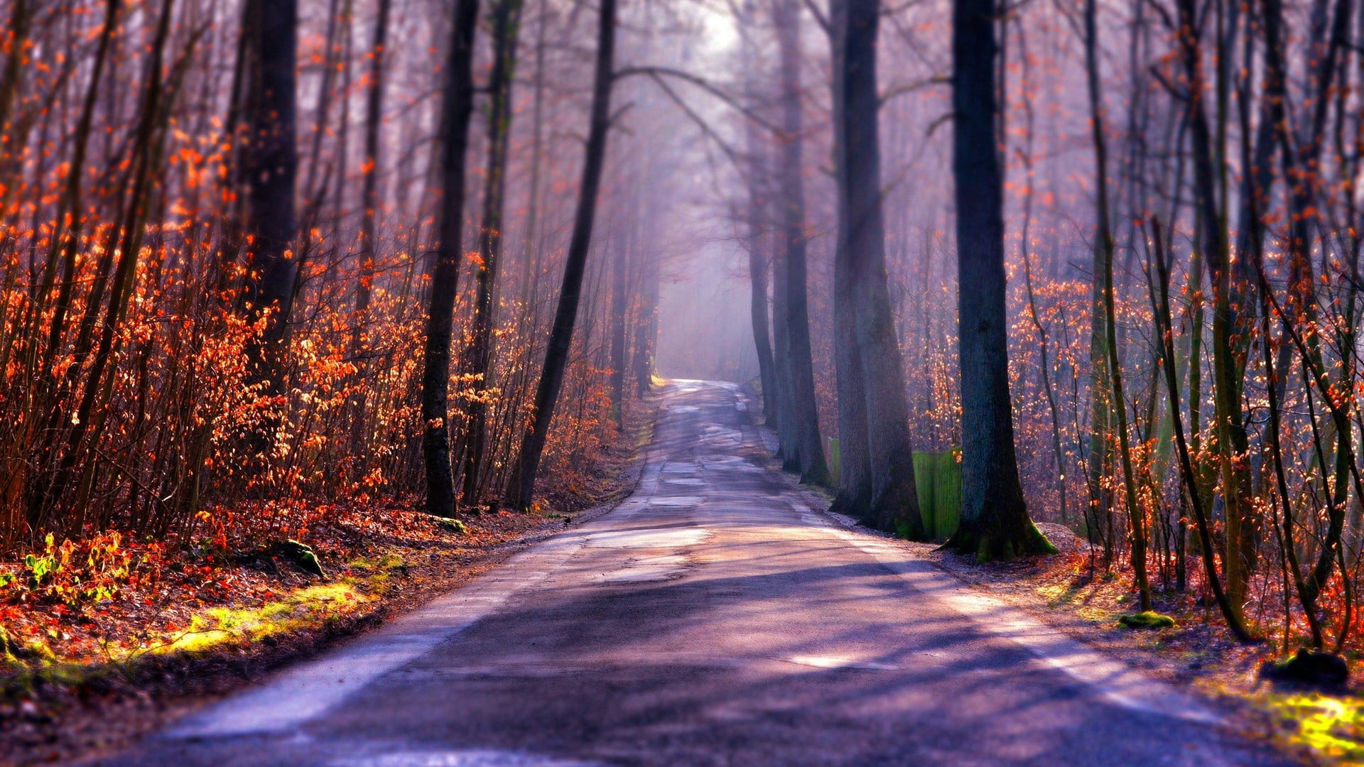 tree trunks gray concrete road between brown trees nature landscape 2k