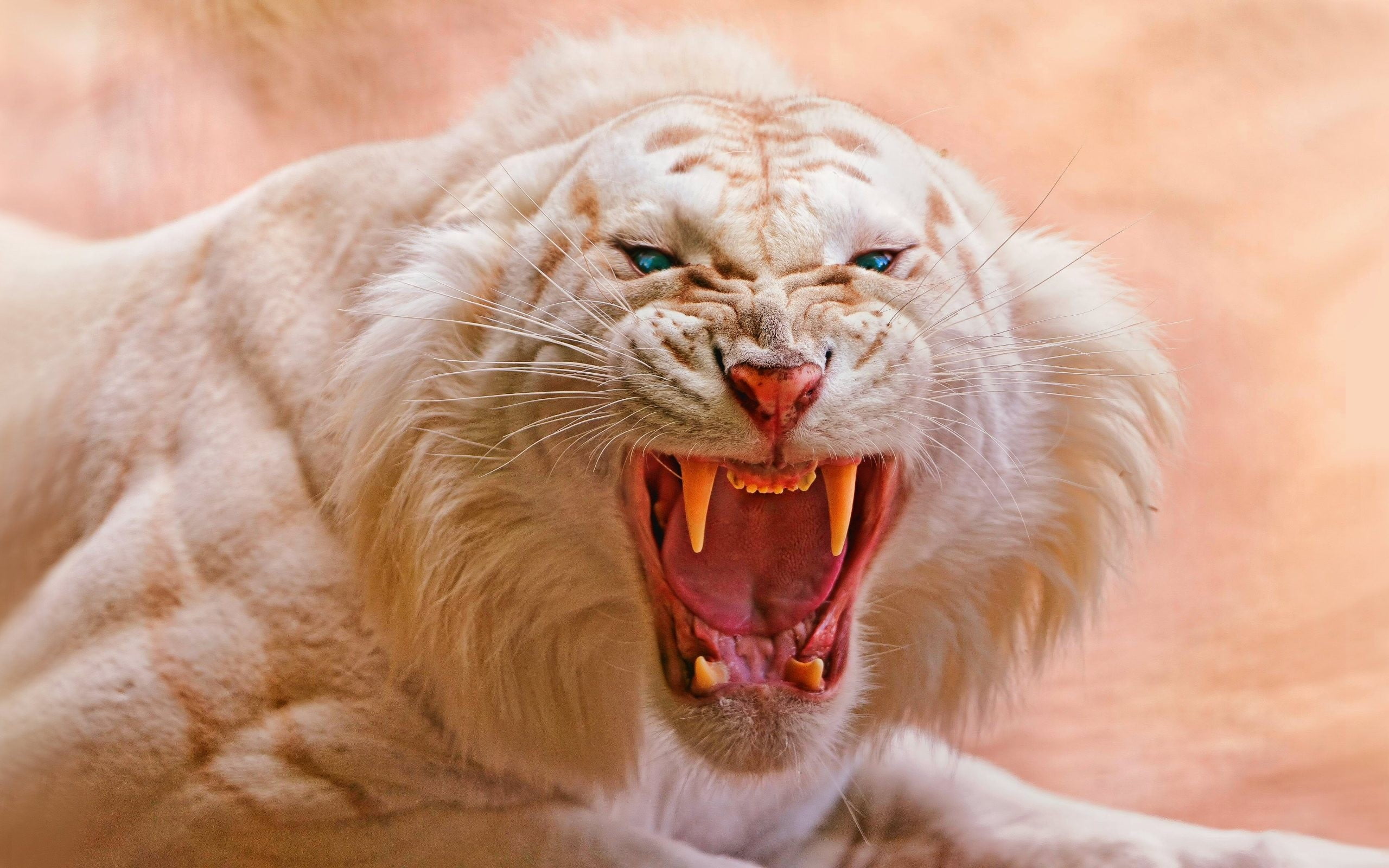 white tiger animals tigers nature open mouth blue eyes 2k