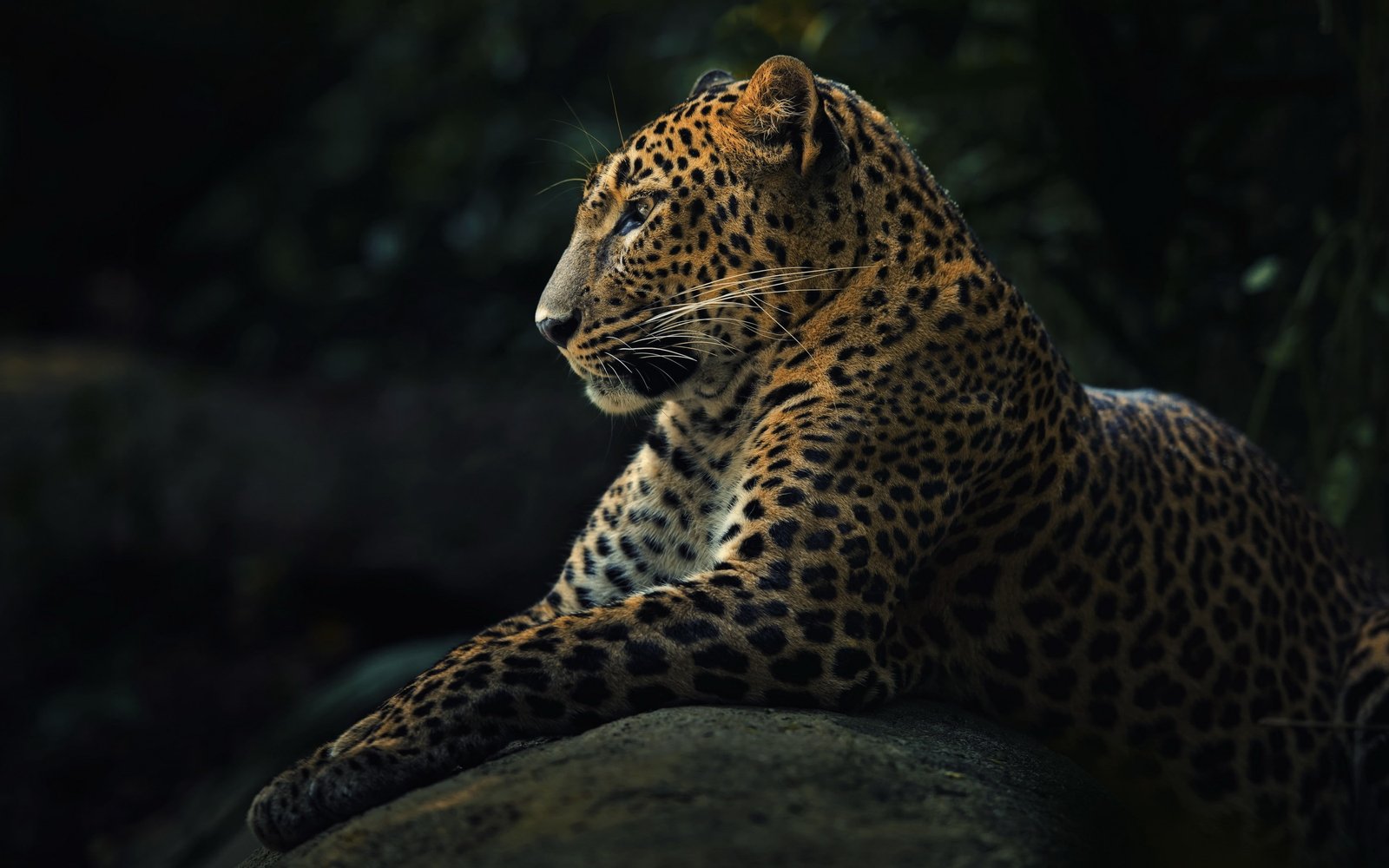 animals wildlife nature jaguars feline animal 2k