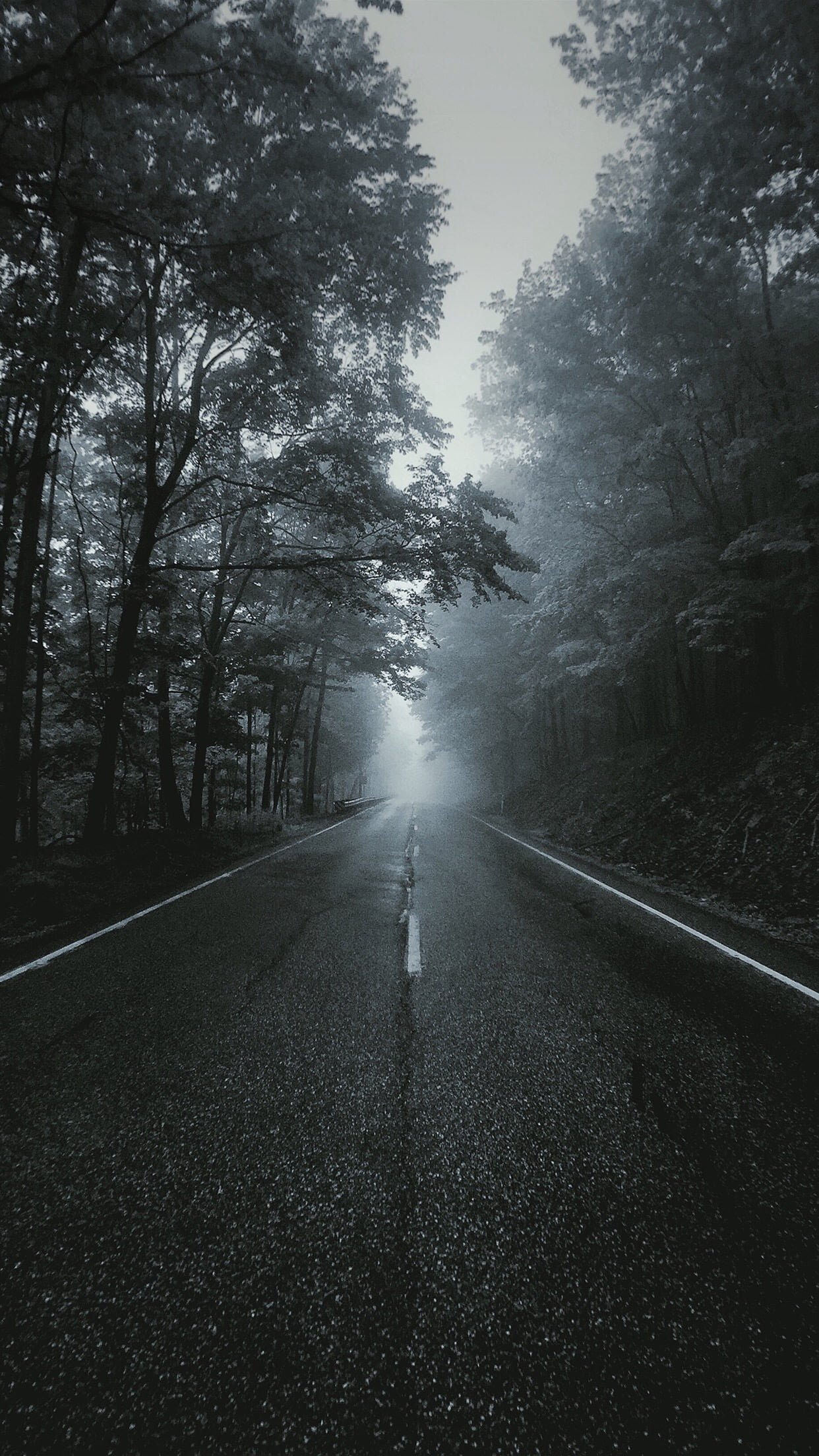 asphalt road portrait display vertical landscape tree transportation
