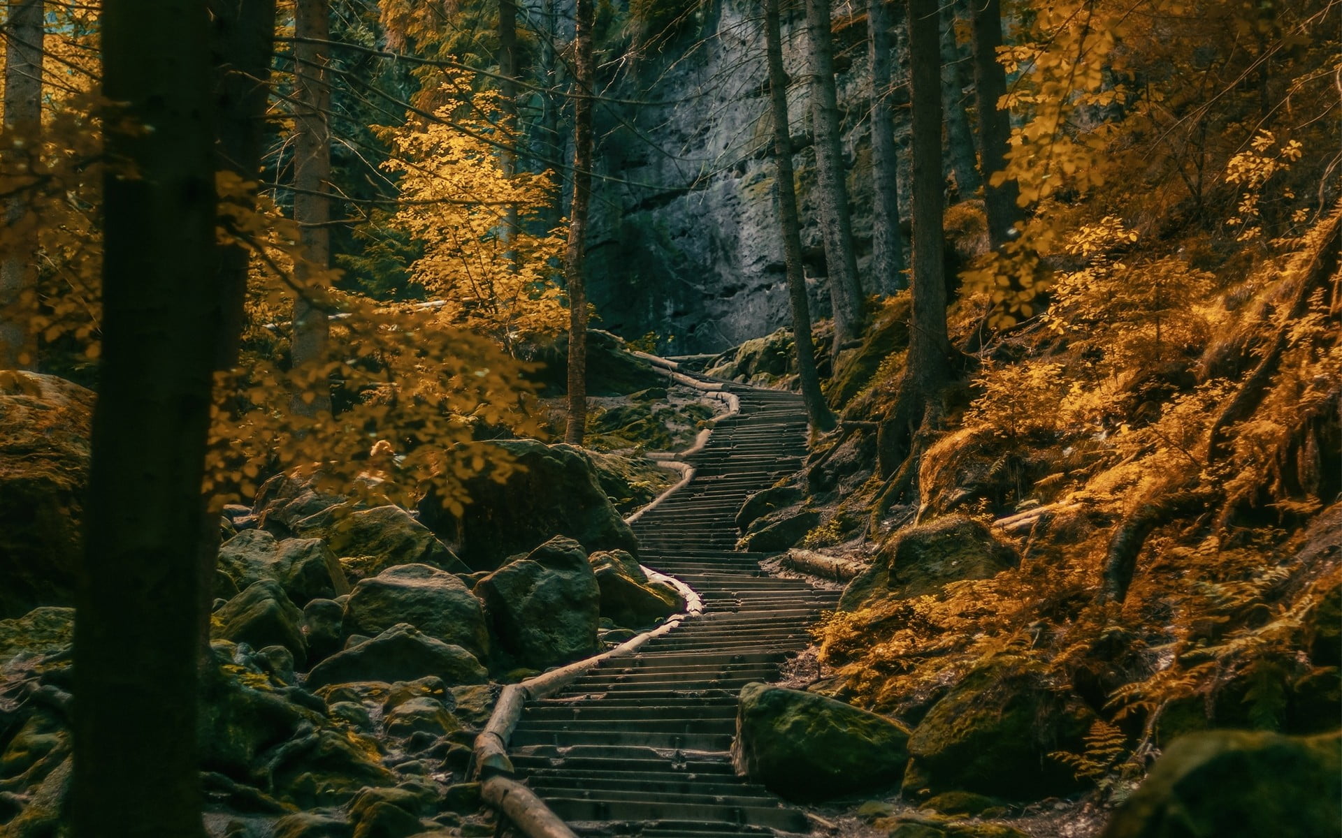 brown leafed trees path stairs dark forest Germany nature 2k