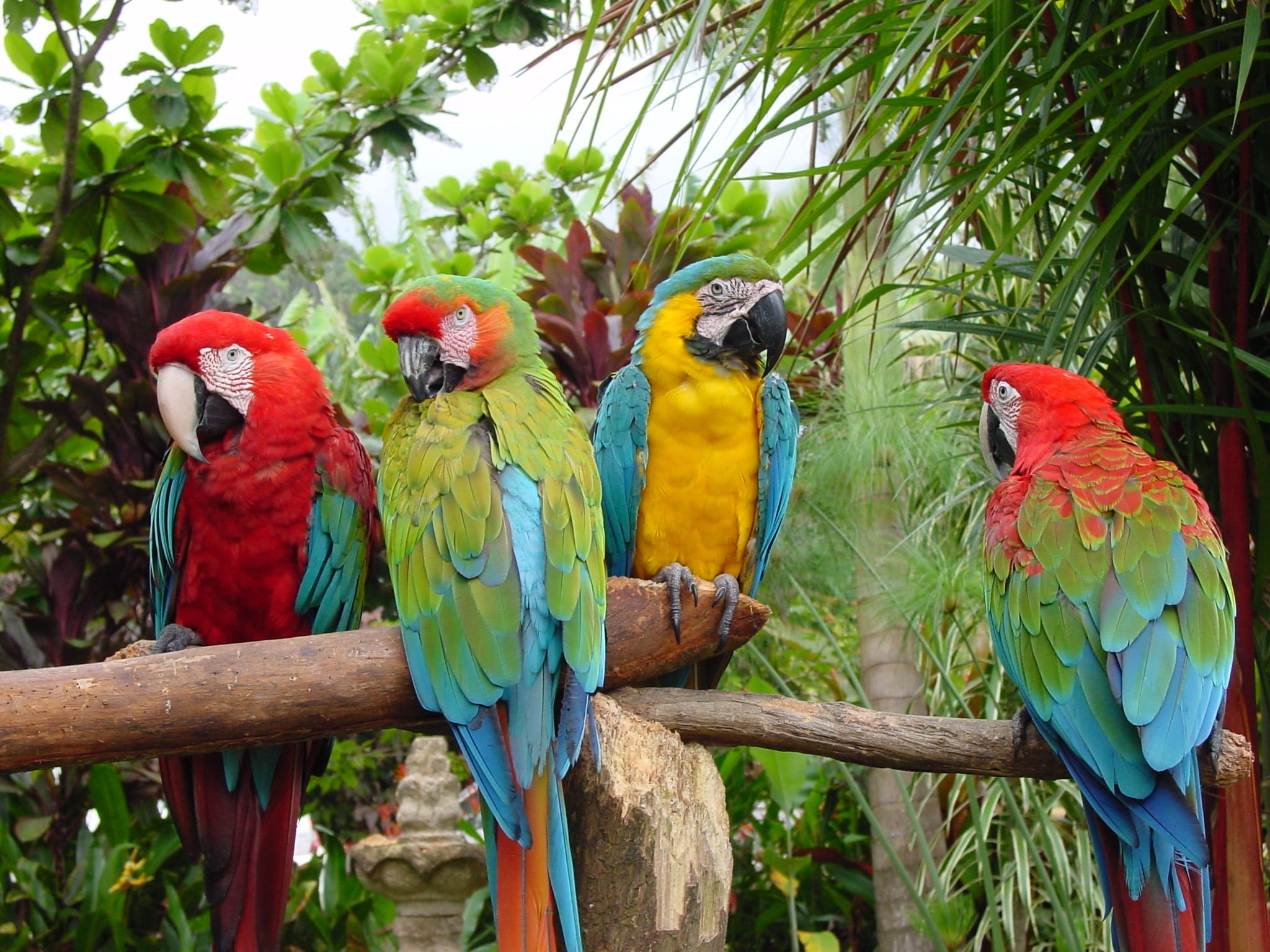 four multicolored parrots perched on brown wooden branch at daytime 2k