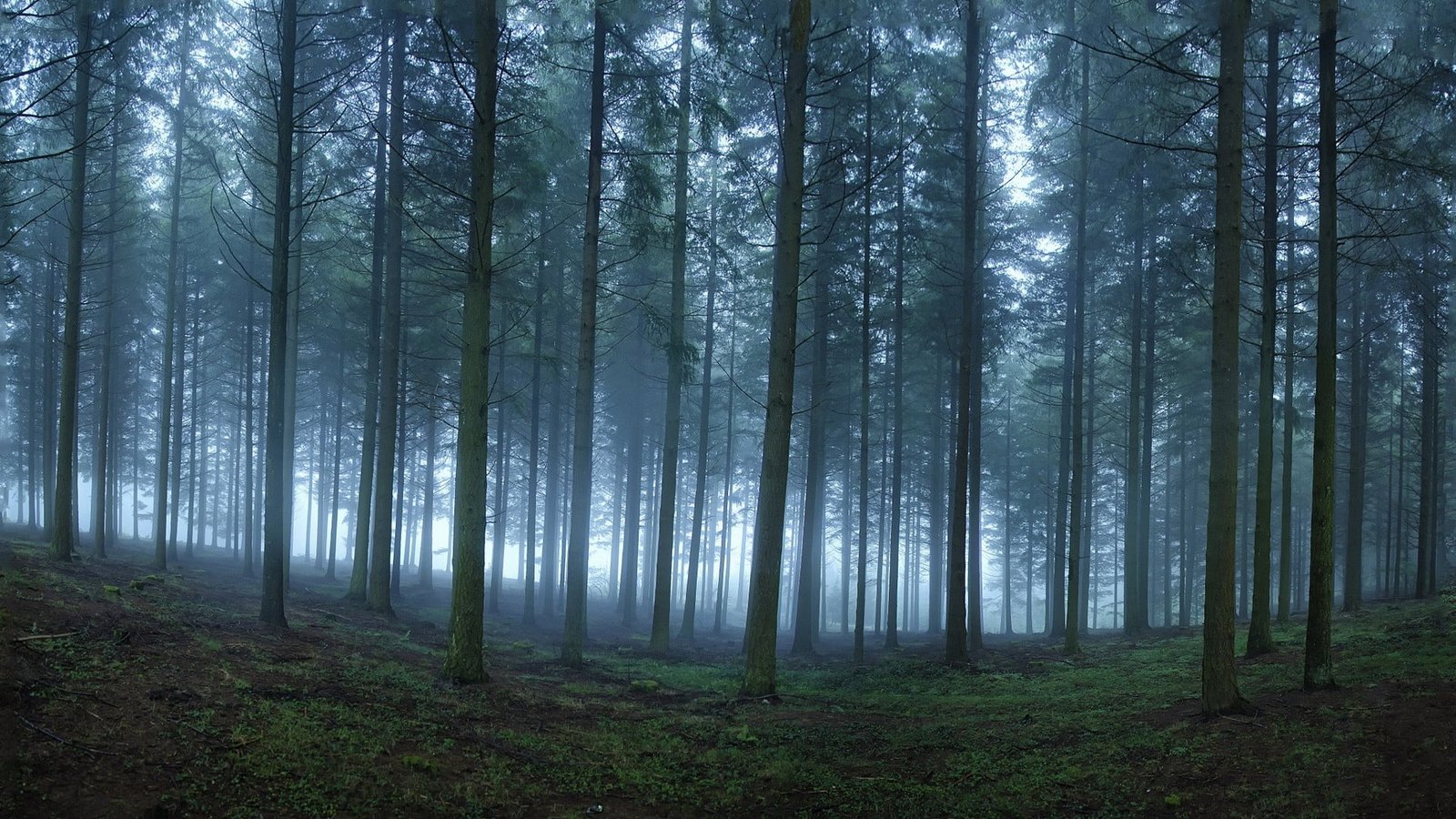 green leafed tree nature landscape mist forest trees morning 2k