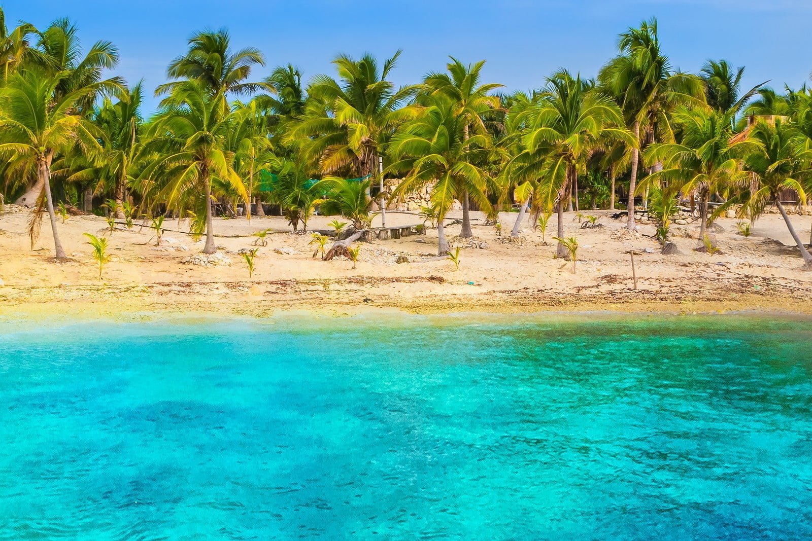 nature beach tropical sea palm trees sand turquoise water 2k