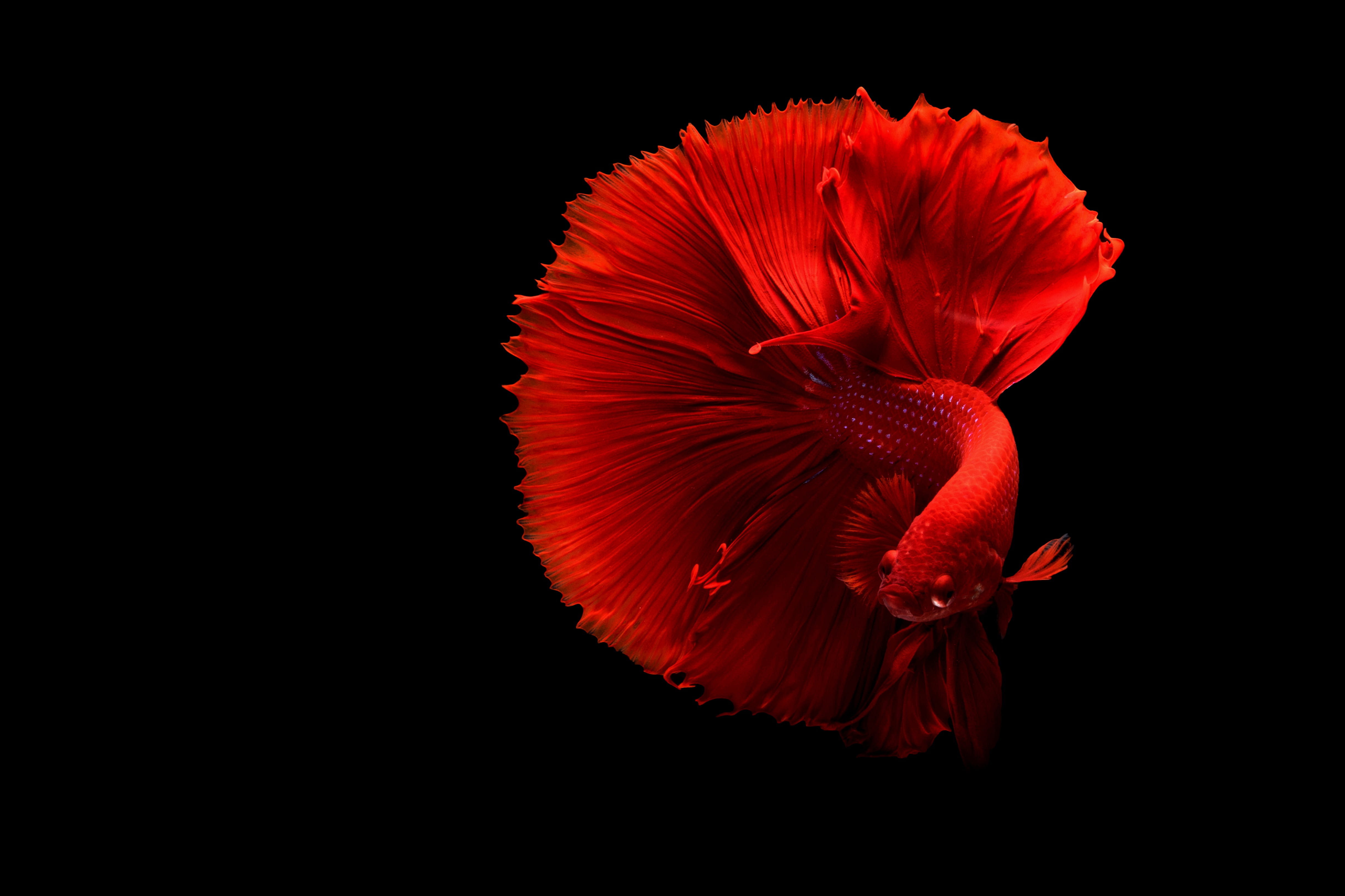 red beta fish underwater betta petal beauty in nature studio shot 2k 4k 5k
