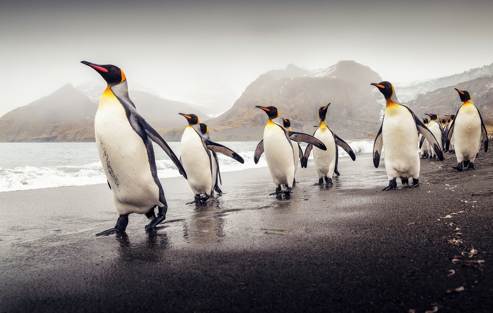 South Georgia king penguins flock of beach 2k