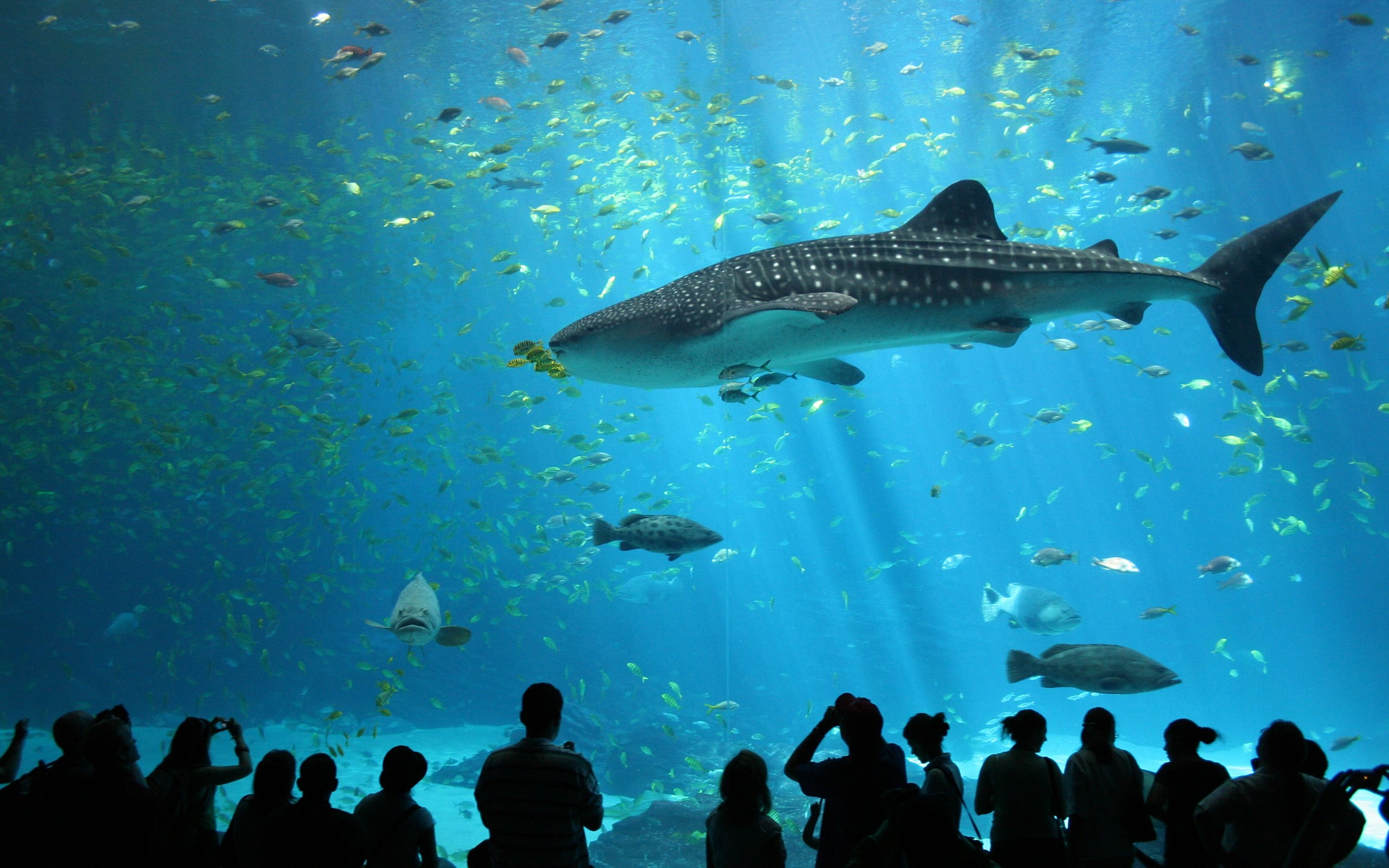 whale shark animals wildlife nature sea fish aquarium in the wild 2k