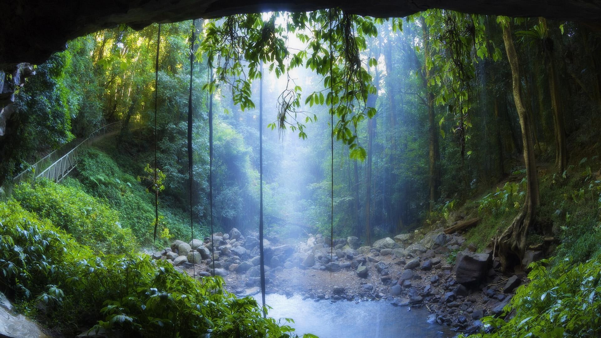 Amazing Spot In A Rain Forest jungle vines bridge pool nature and landscapes 2k