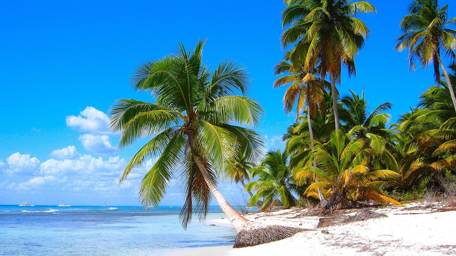 beach holiday coconut palms saona island dominican republic 2k
