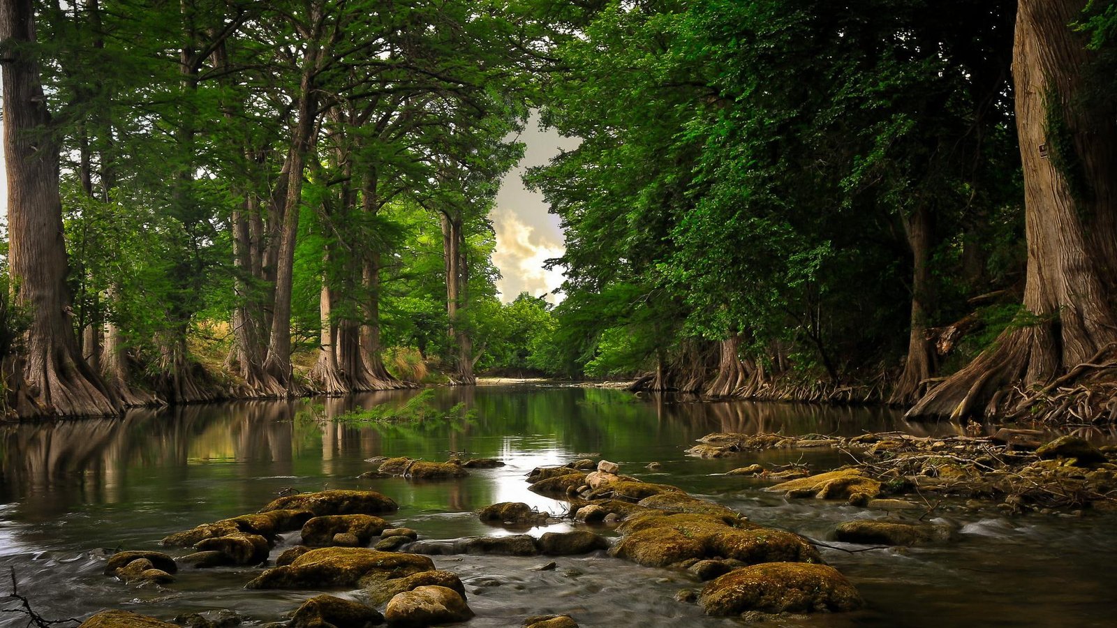 Rio En El Bosque tree and river abstract 2k