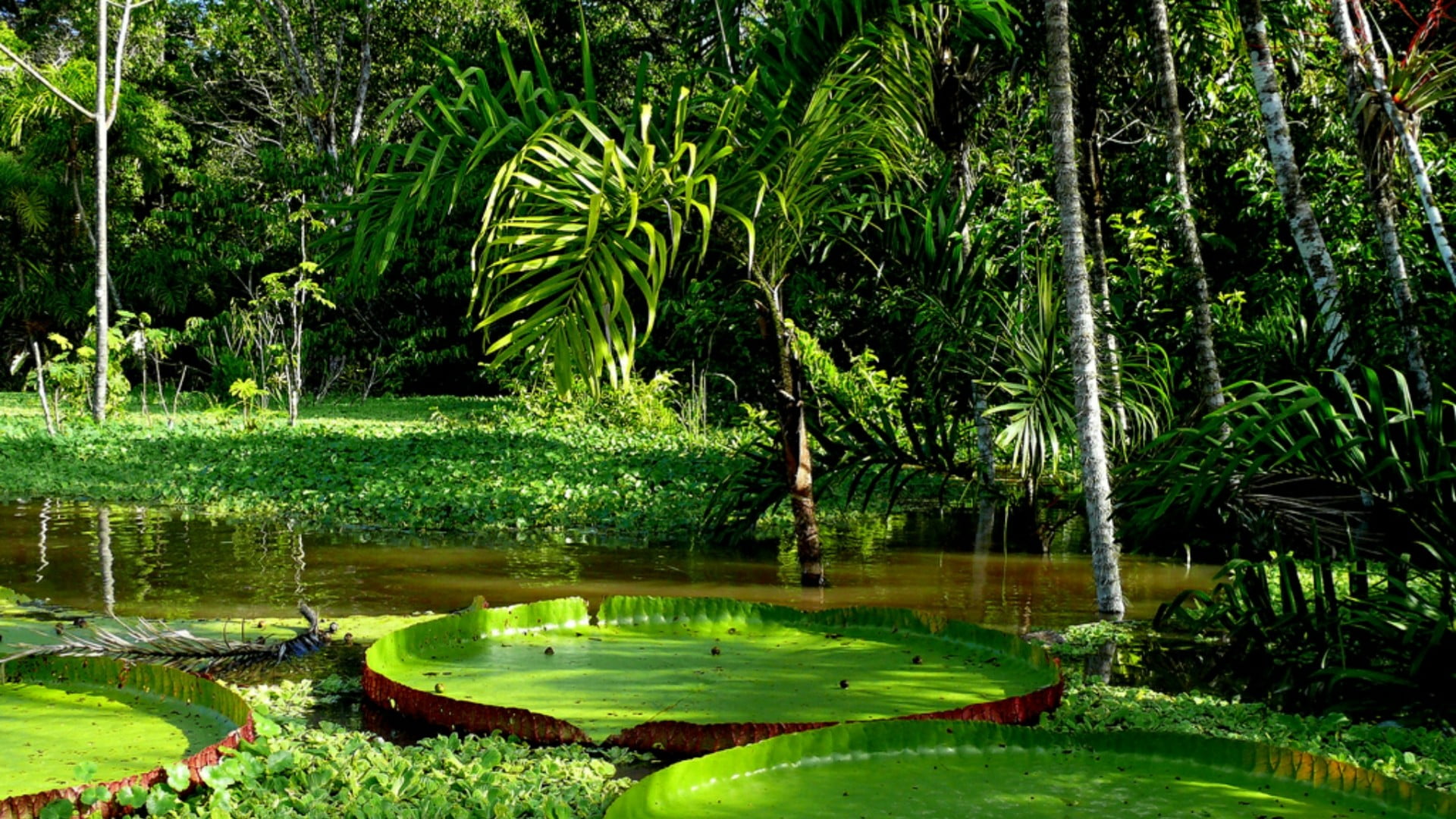 flora amazonia leaves south america amazon river swamp 2k