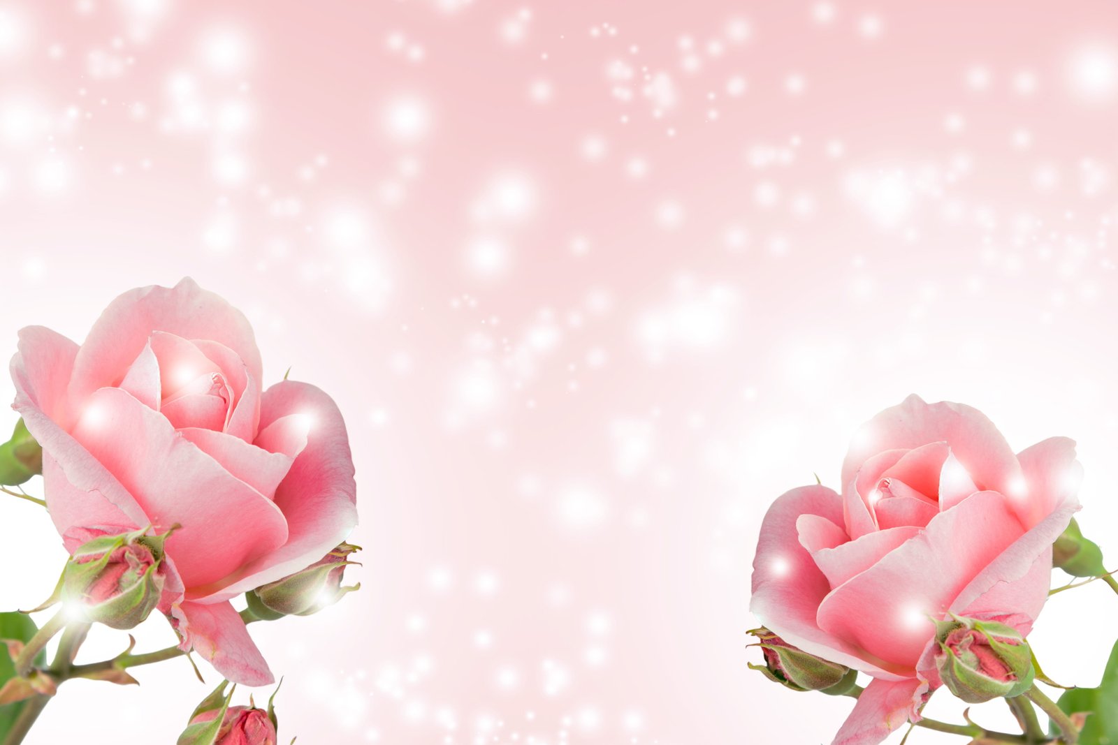 flower background nature romance summer bright love desktop 2k 4k 5k
