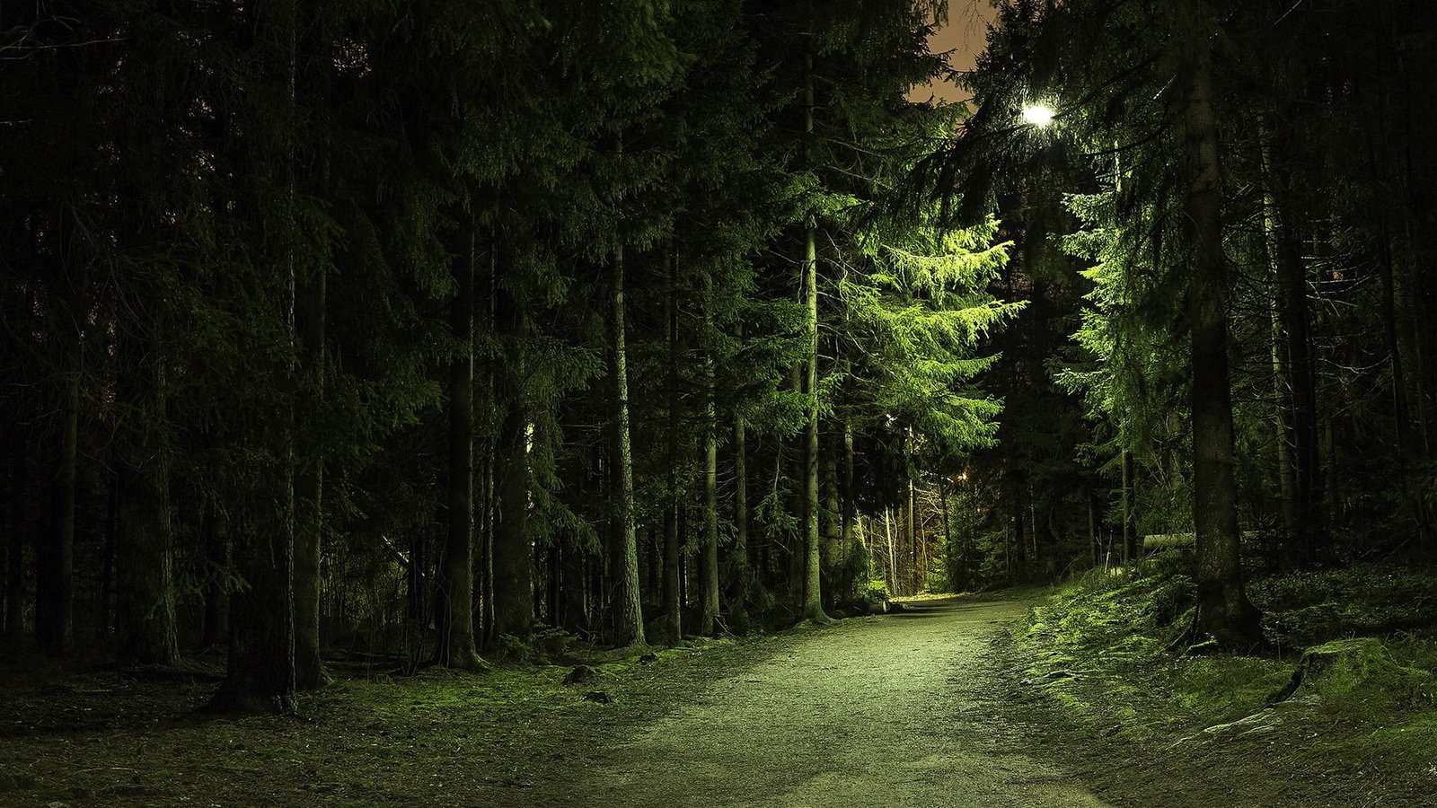 green leafed tree landscape photography of leaf trees during nighttime 2k