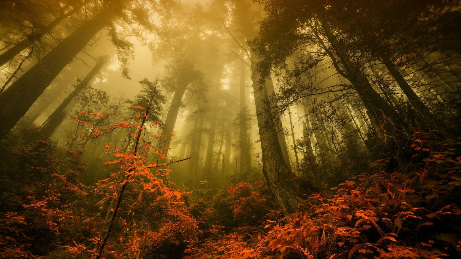 green trees low angle photo of forest nature fall landscape 2k