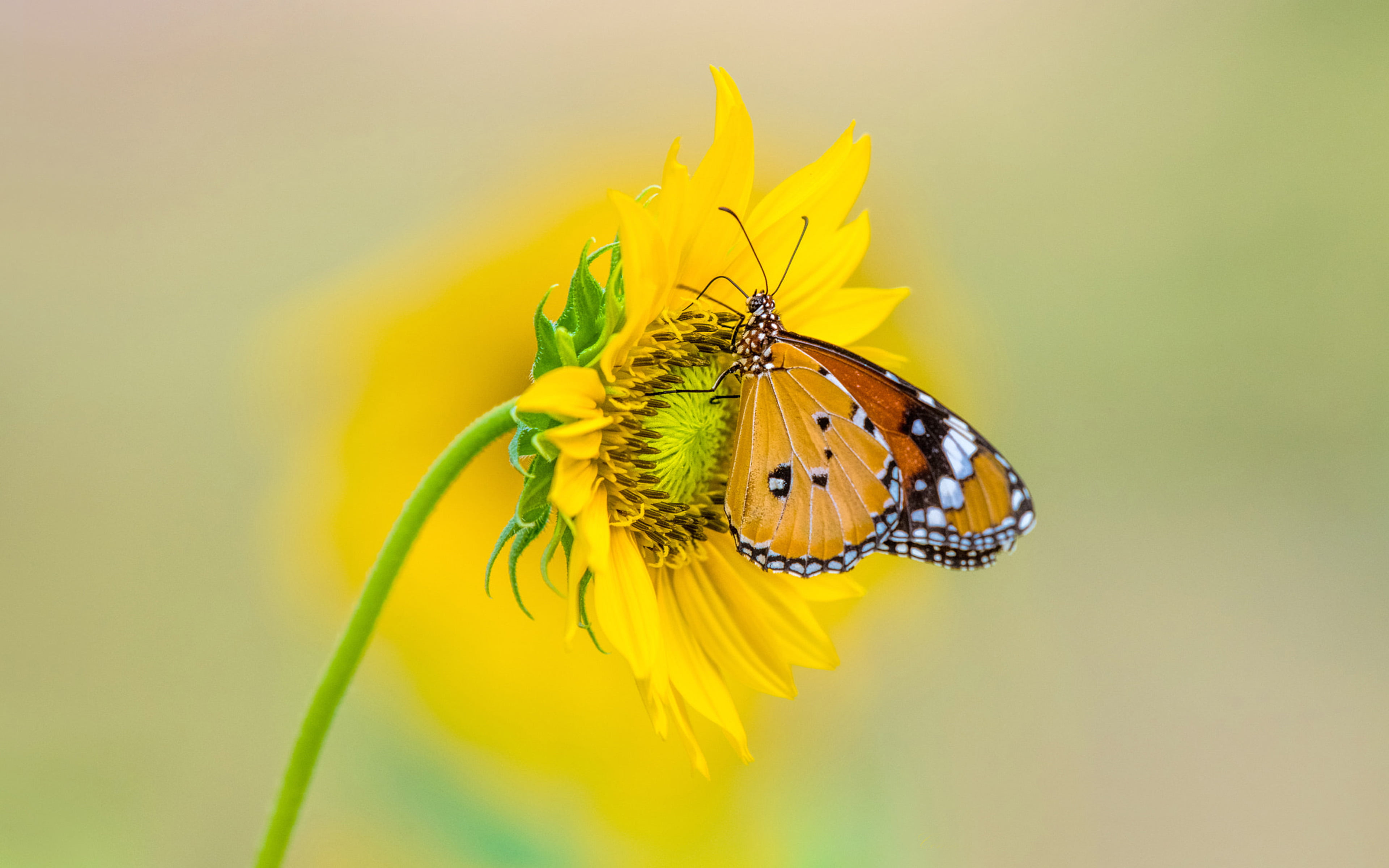 Insect Tiger Butterfly On Yellow Color From Sunflower Ultra Hd Tv Wallpaper For Desktop Laptop Tablet And Mobile Phones 2k 4k