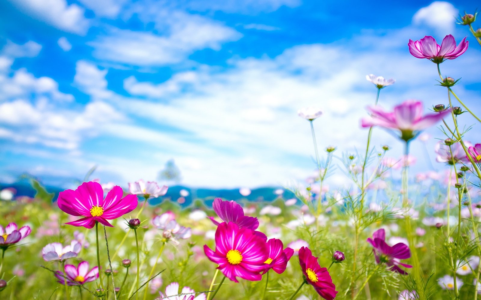 nature flowers Cosmos flower 2k