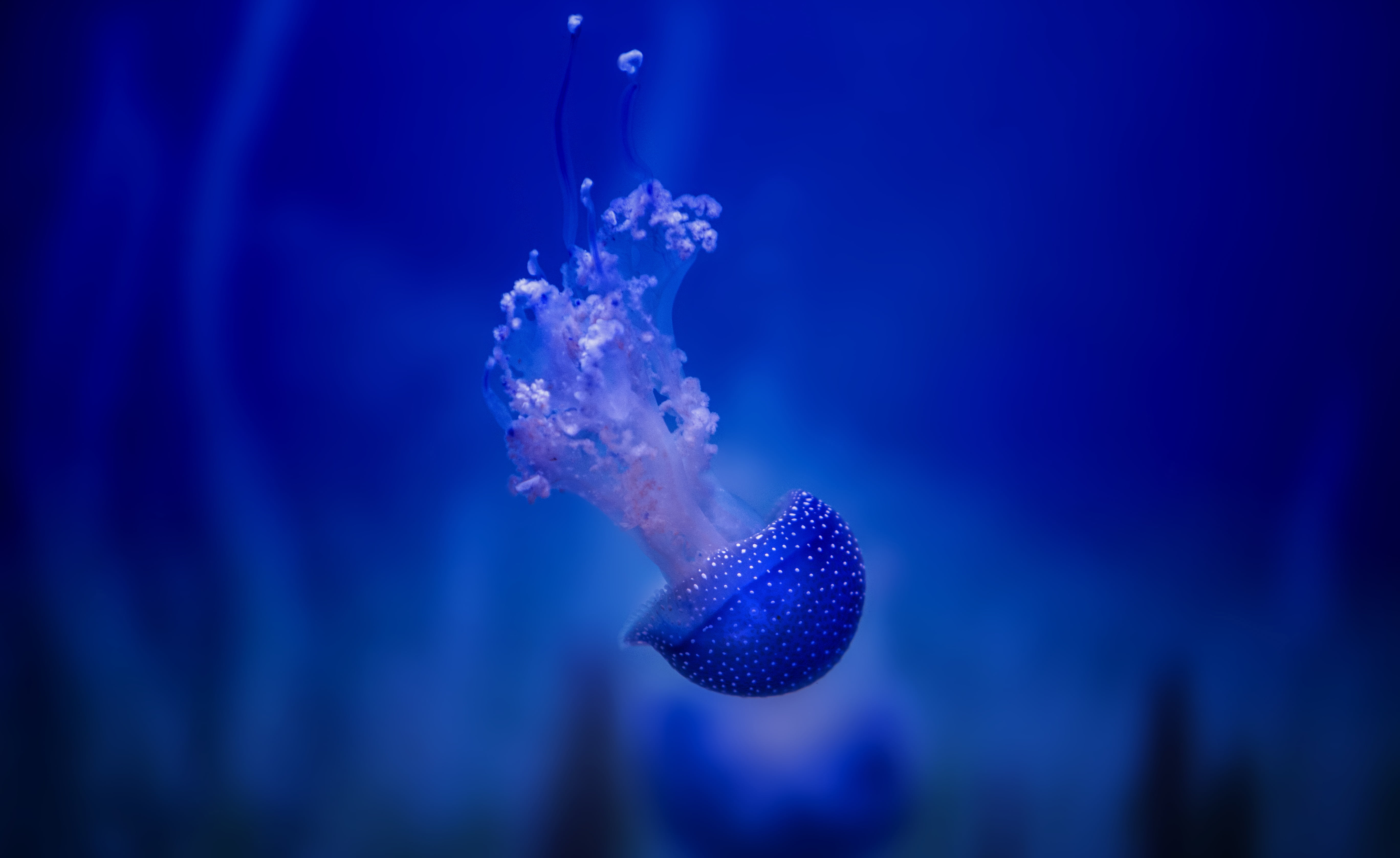 natures photography of blue Jelly Fish deep jellyfish 2k 4k 5k