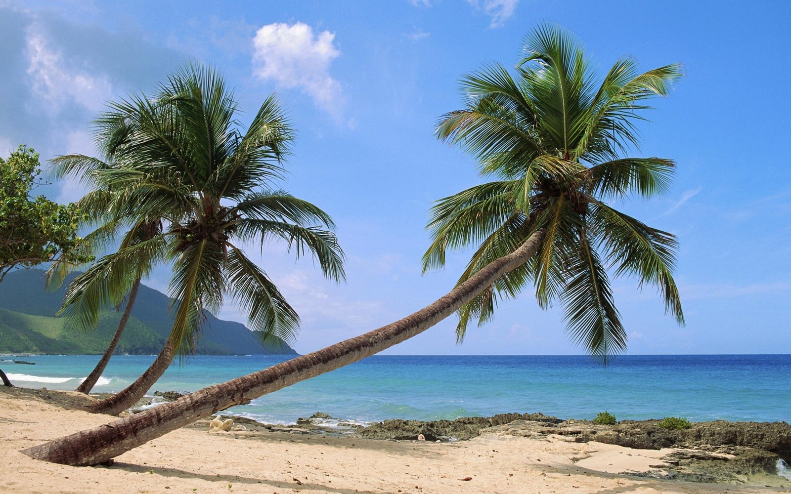 palm trees beach nature tropical climate water sea land 2k