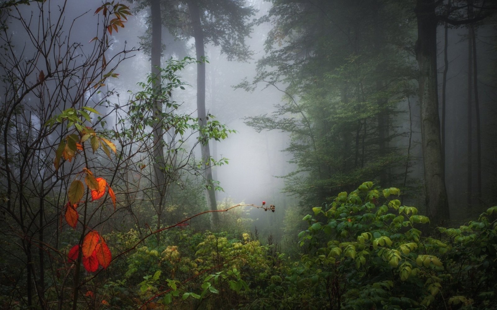 photo of forest nature trees wood plants branch leaves 2k