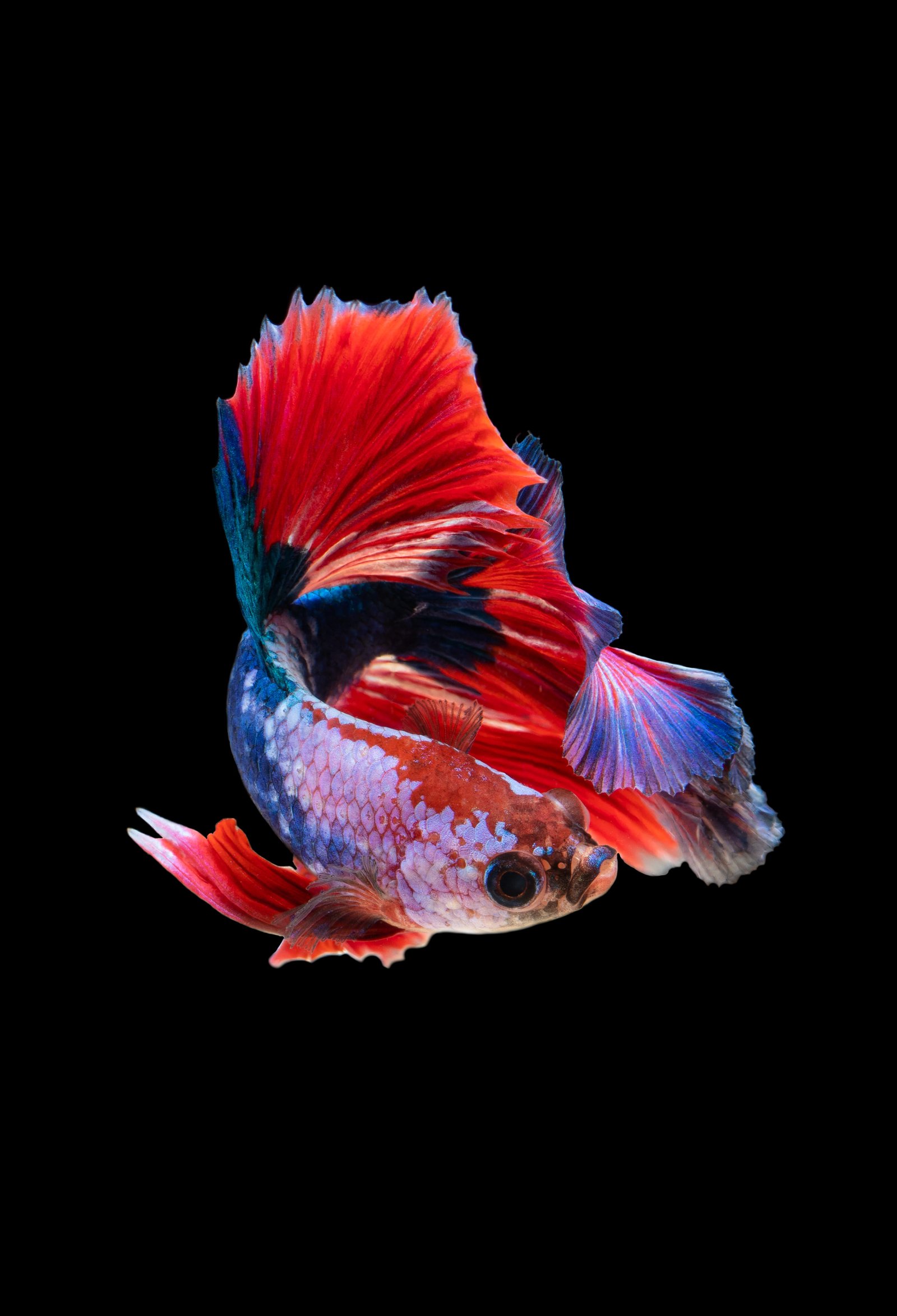red and silver guppy fish water color colour swim nature 2k