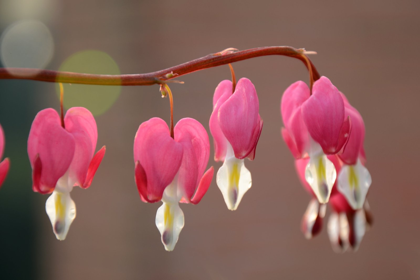 selective focus photography of Bleeding Hearts spring flower 2k 4k