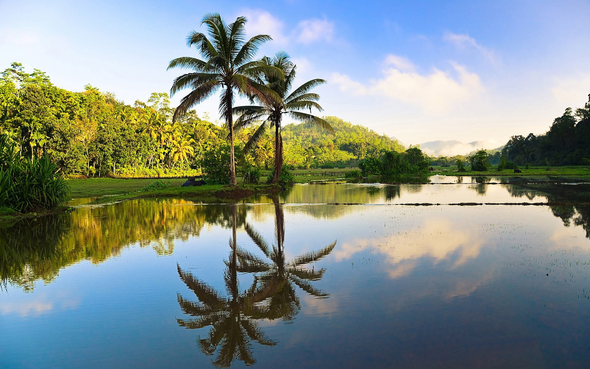 Sri Lanka beautiful nature trees palms water reflection SriLanka 2k
